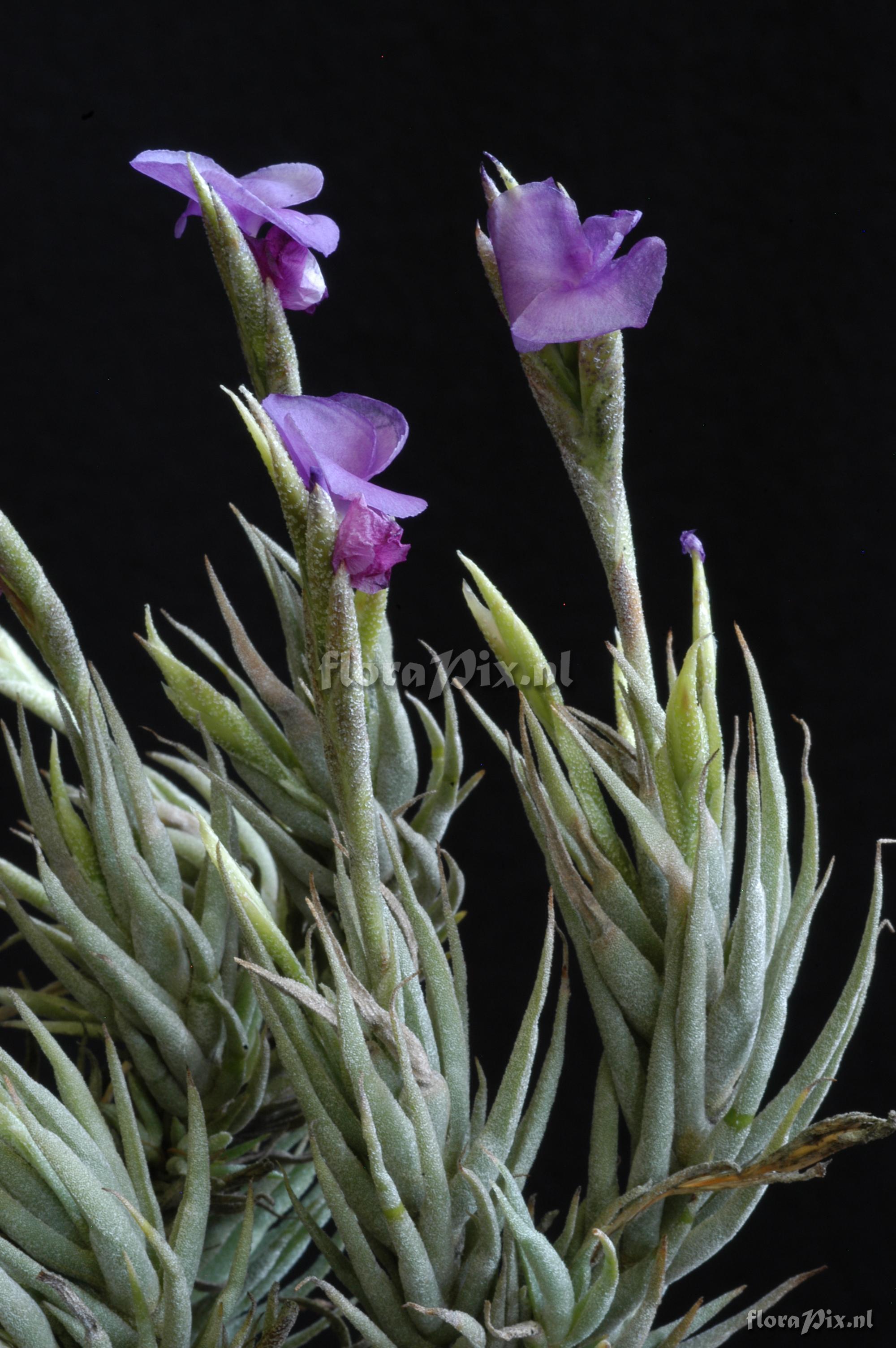 Tillandsia kirschnekii