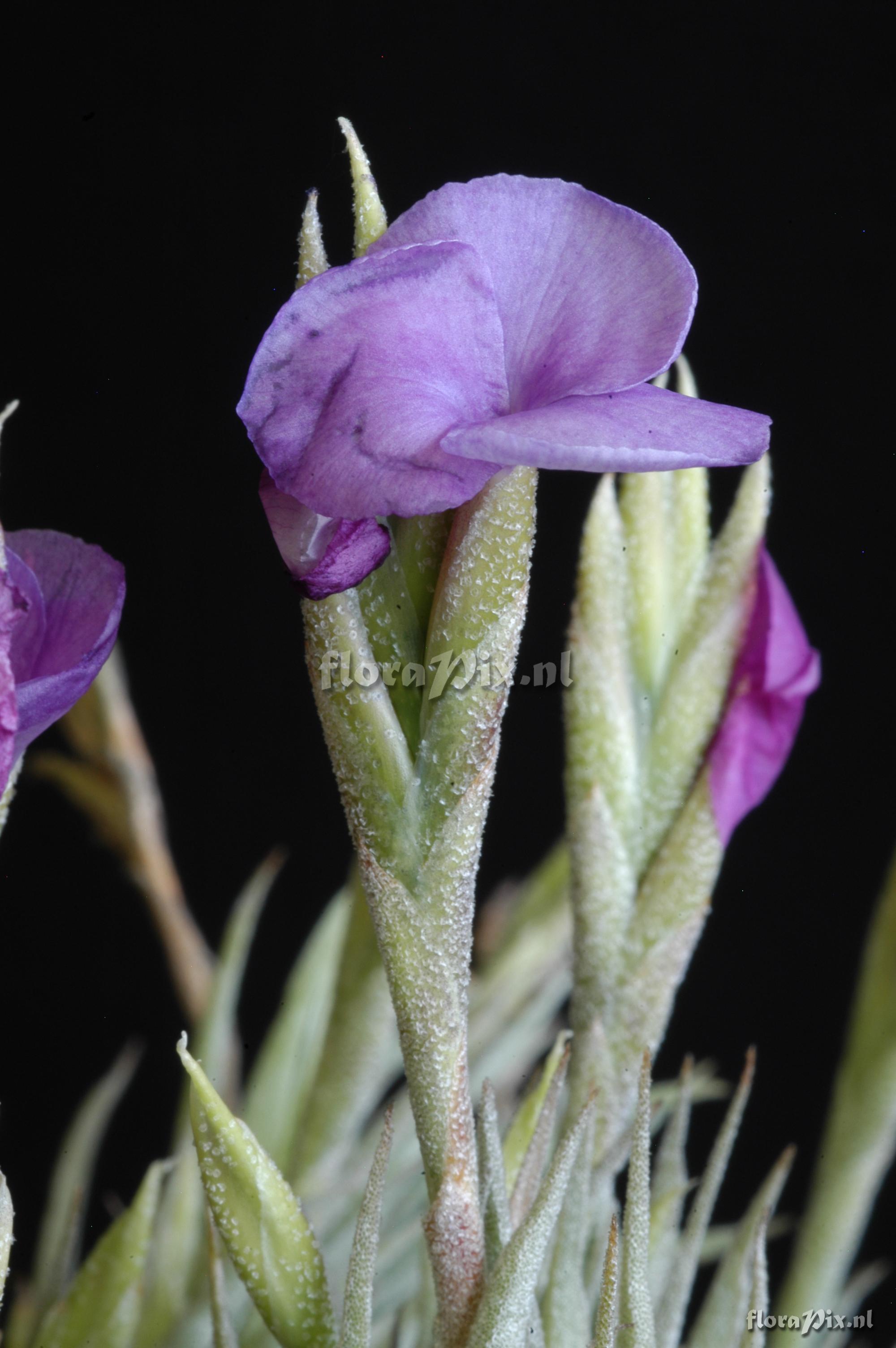 Tillandsia kirschnekii