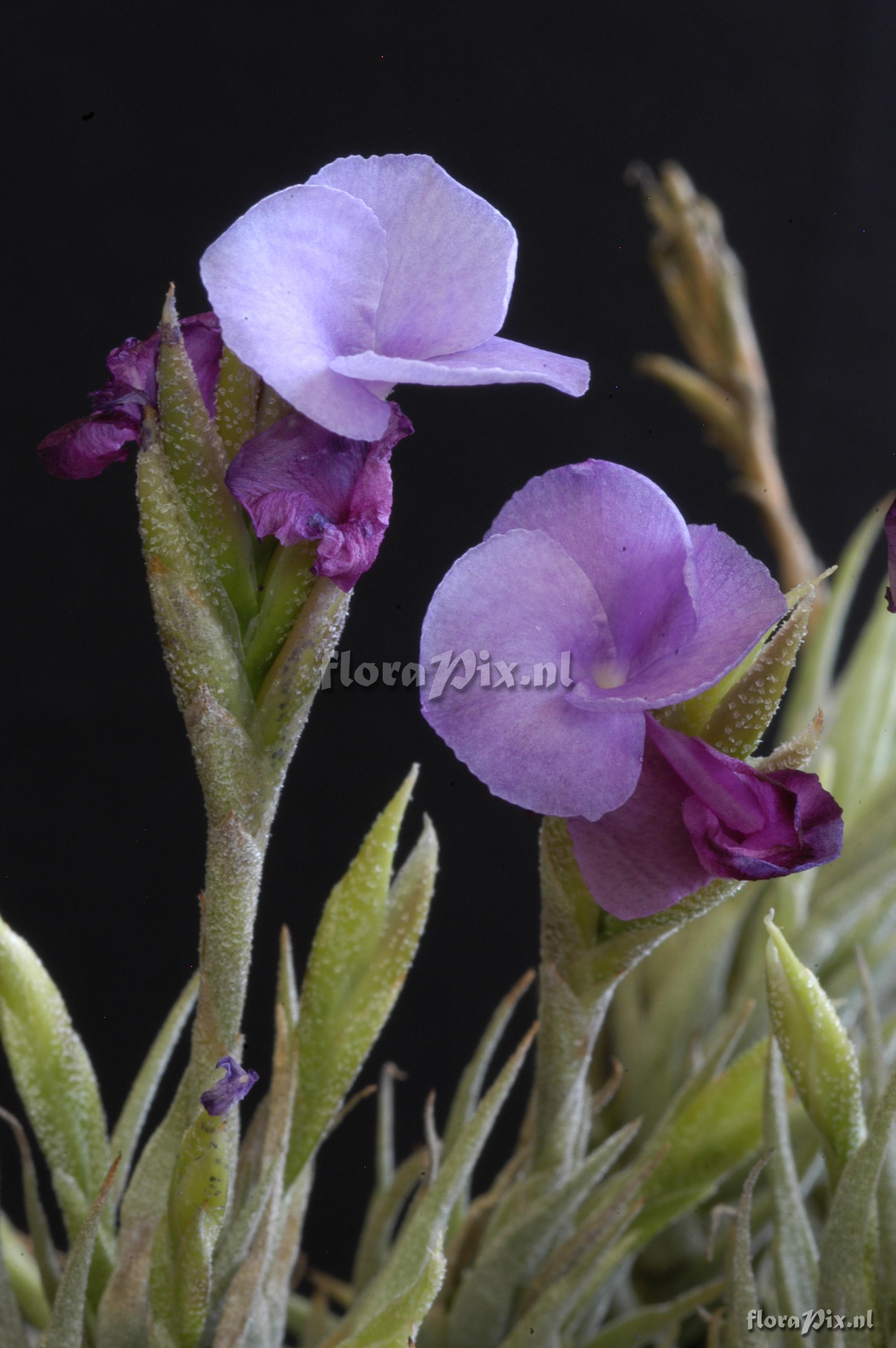 Tillandsia kirschnekii