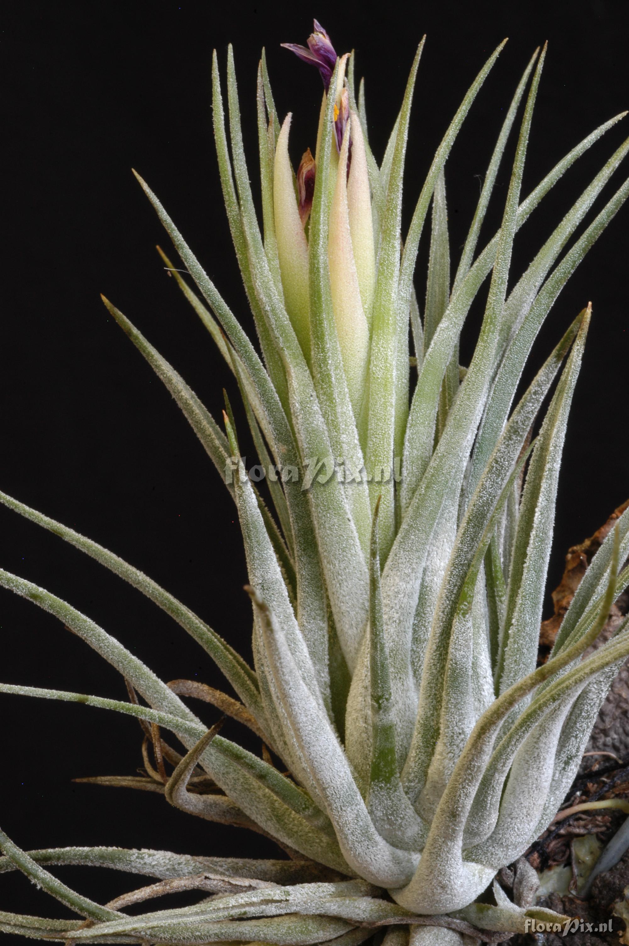 Tillandsia kolbii