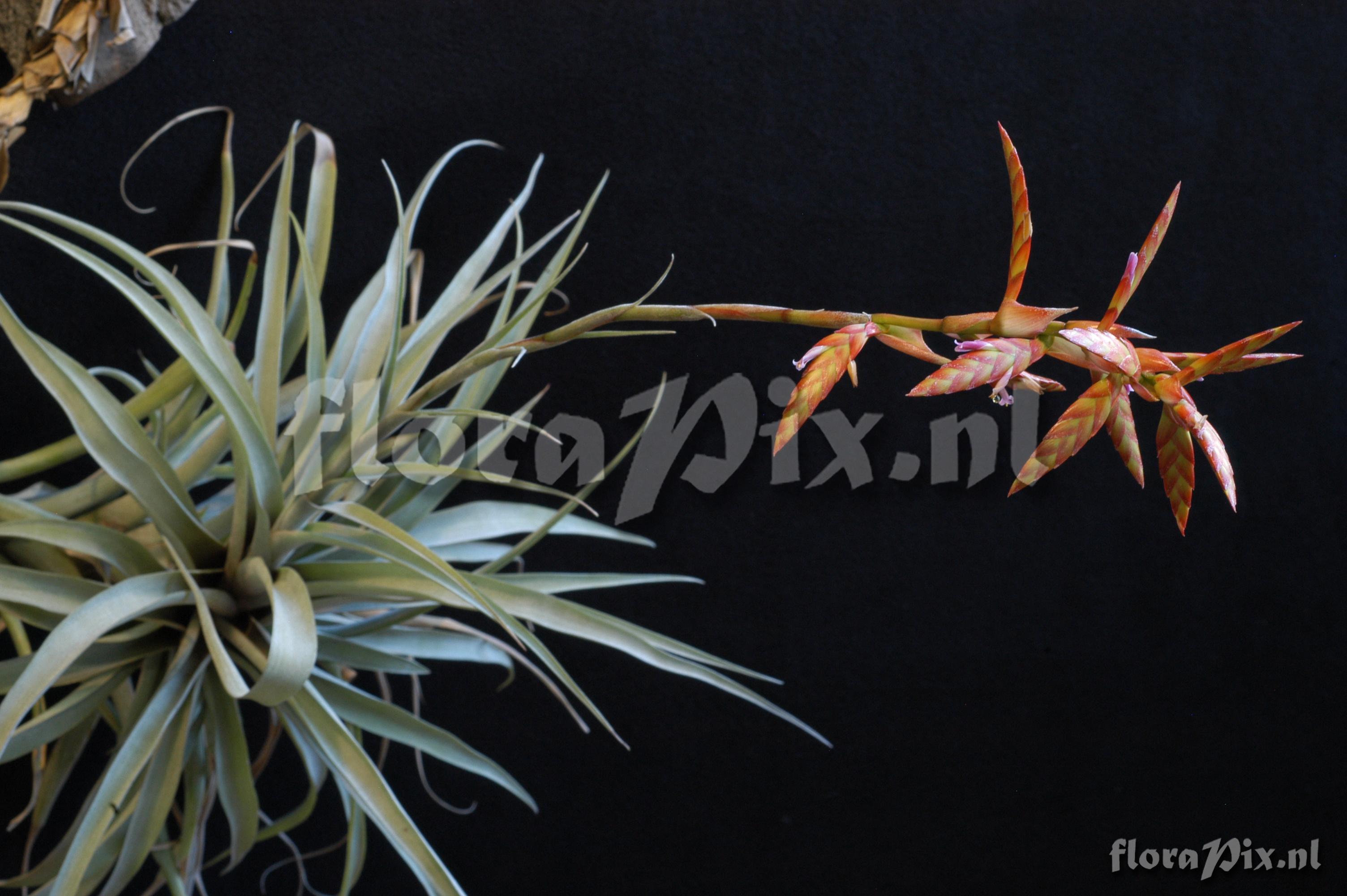 Tillandsia latifolia var. divaricata