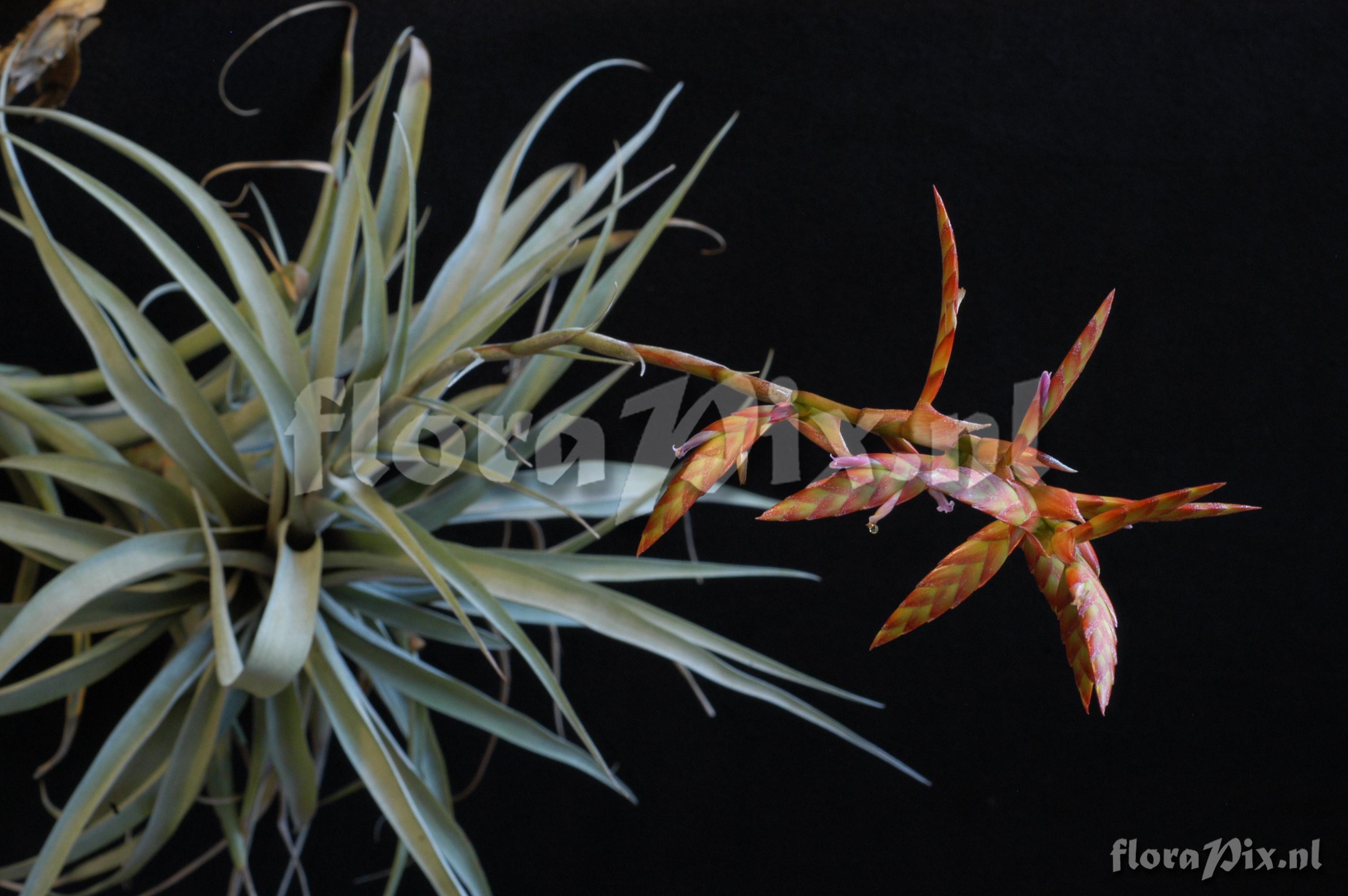 Tillandsia latifolia var. divaricata