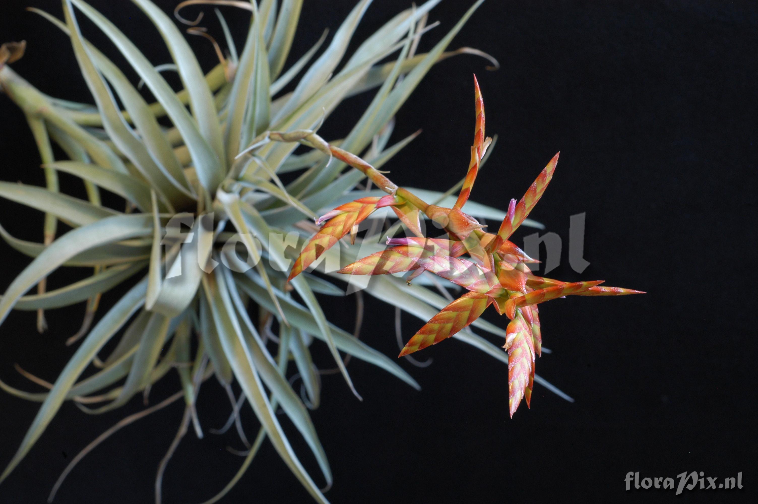 Tillandsia latifolia var. divaricata