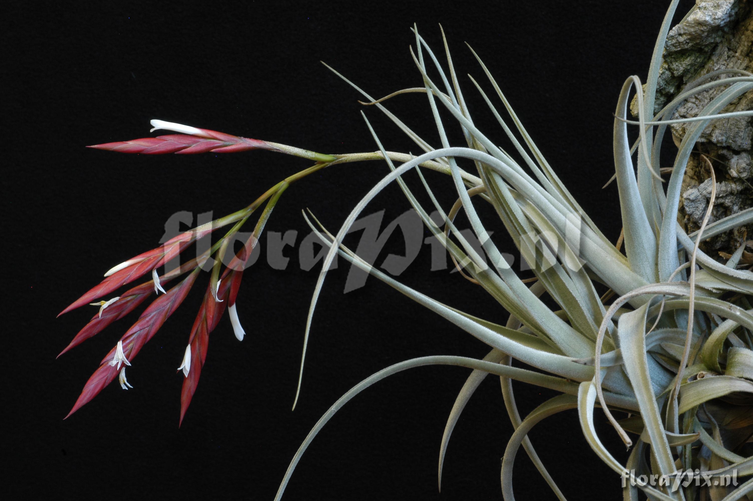 Tillandsia lorentziana