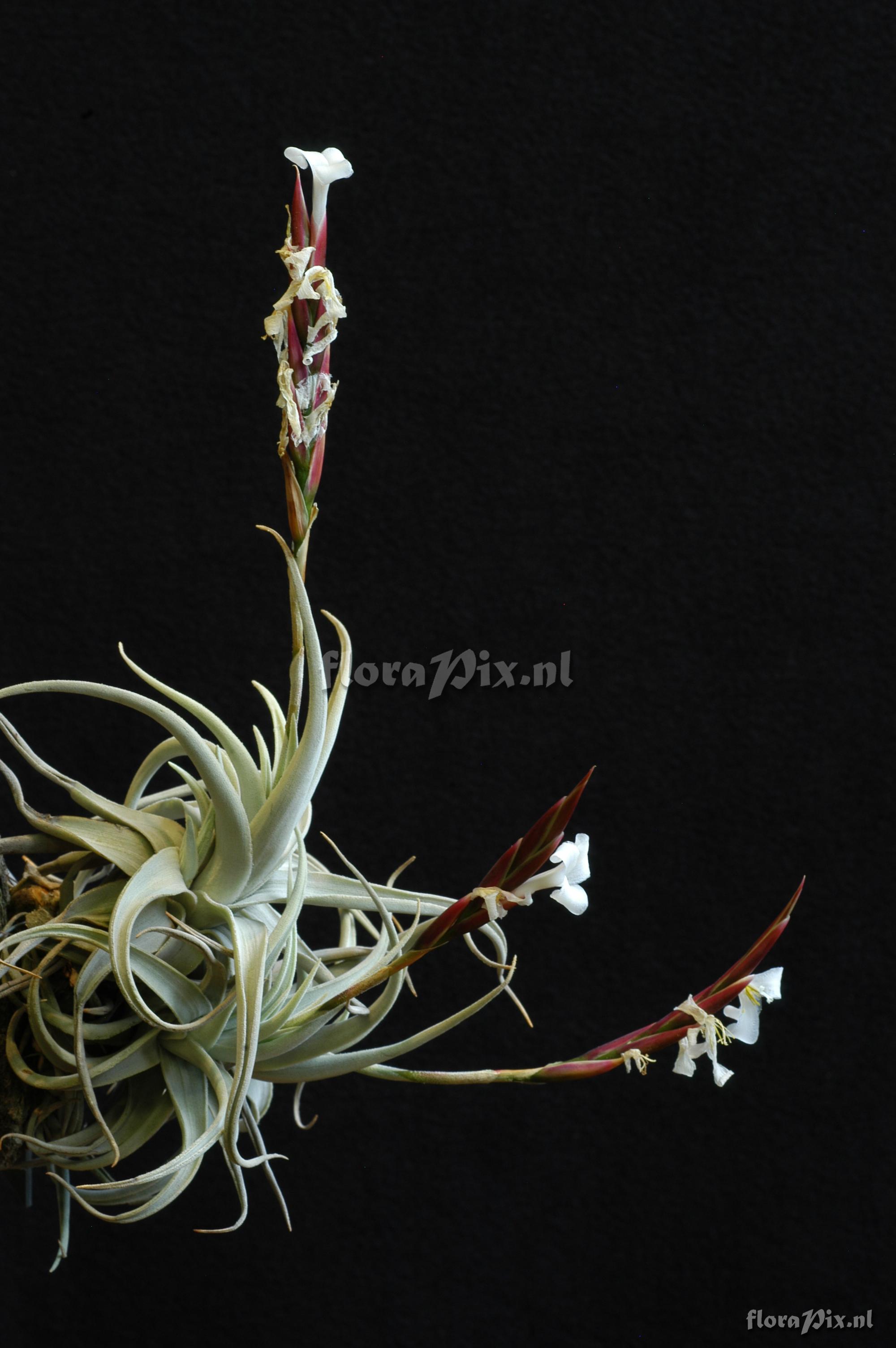 Rhynchoglossum notonianum 1986GR00050