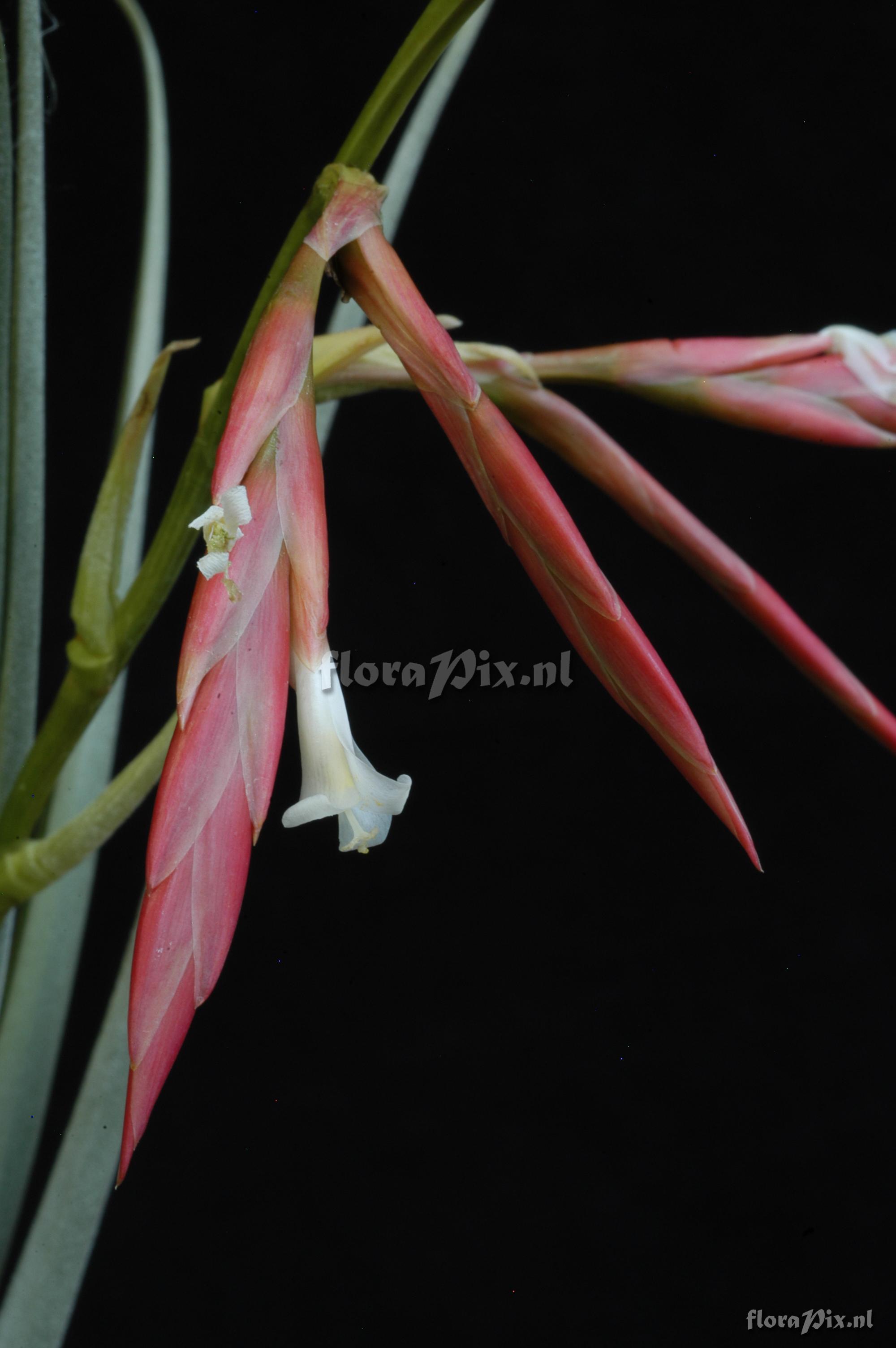 Tillandsia lorentziana