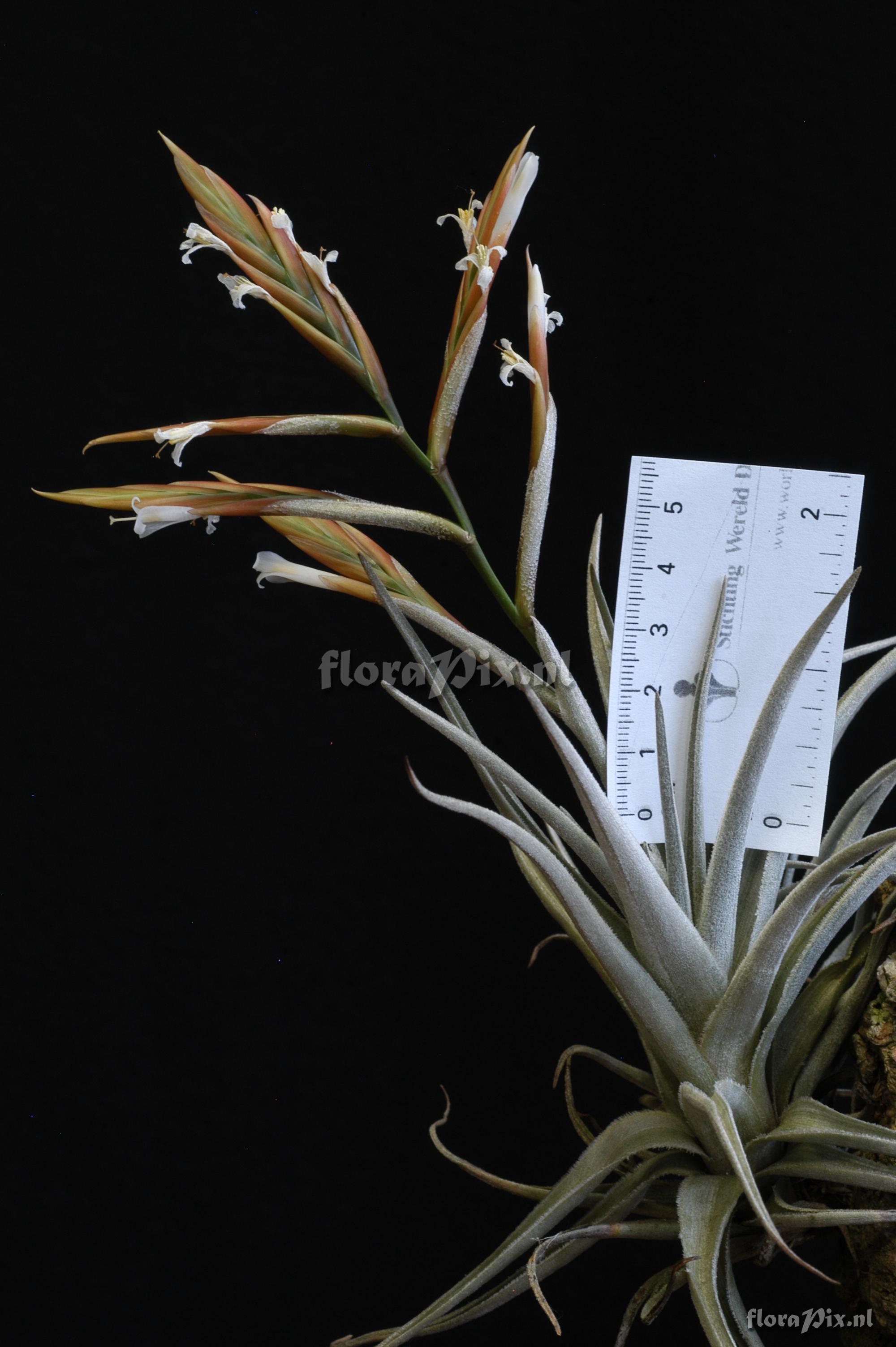 Tillandsia lorentziana