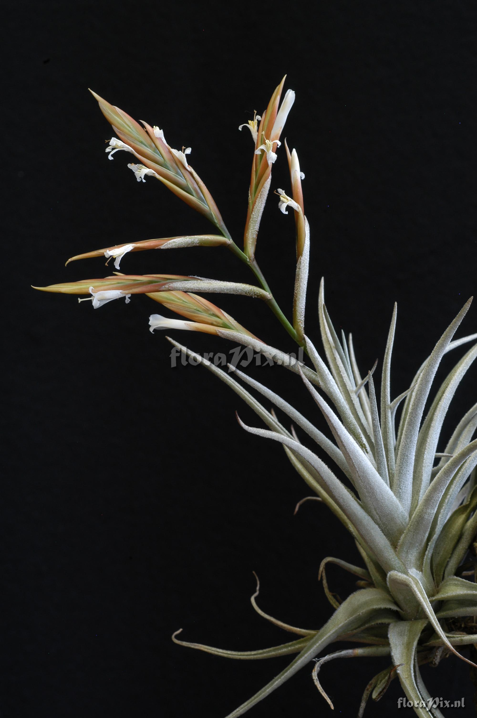 Tillandsia lorentziana