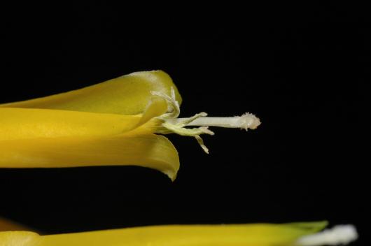 Deuterocohnia longipetala