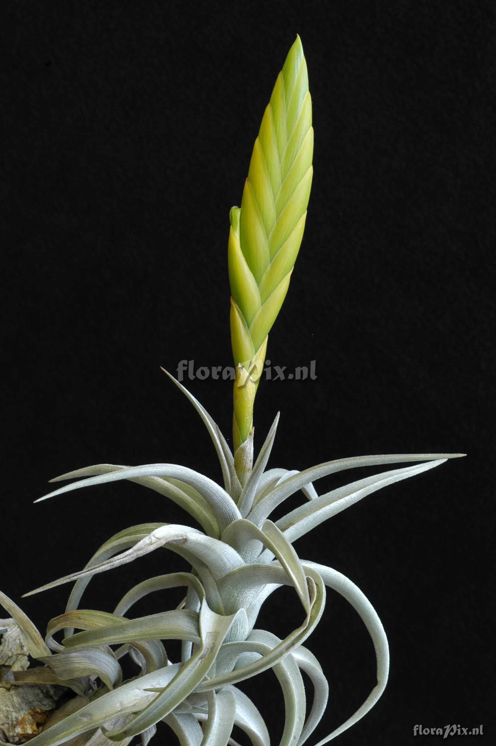 Tillandsia lotteae