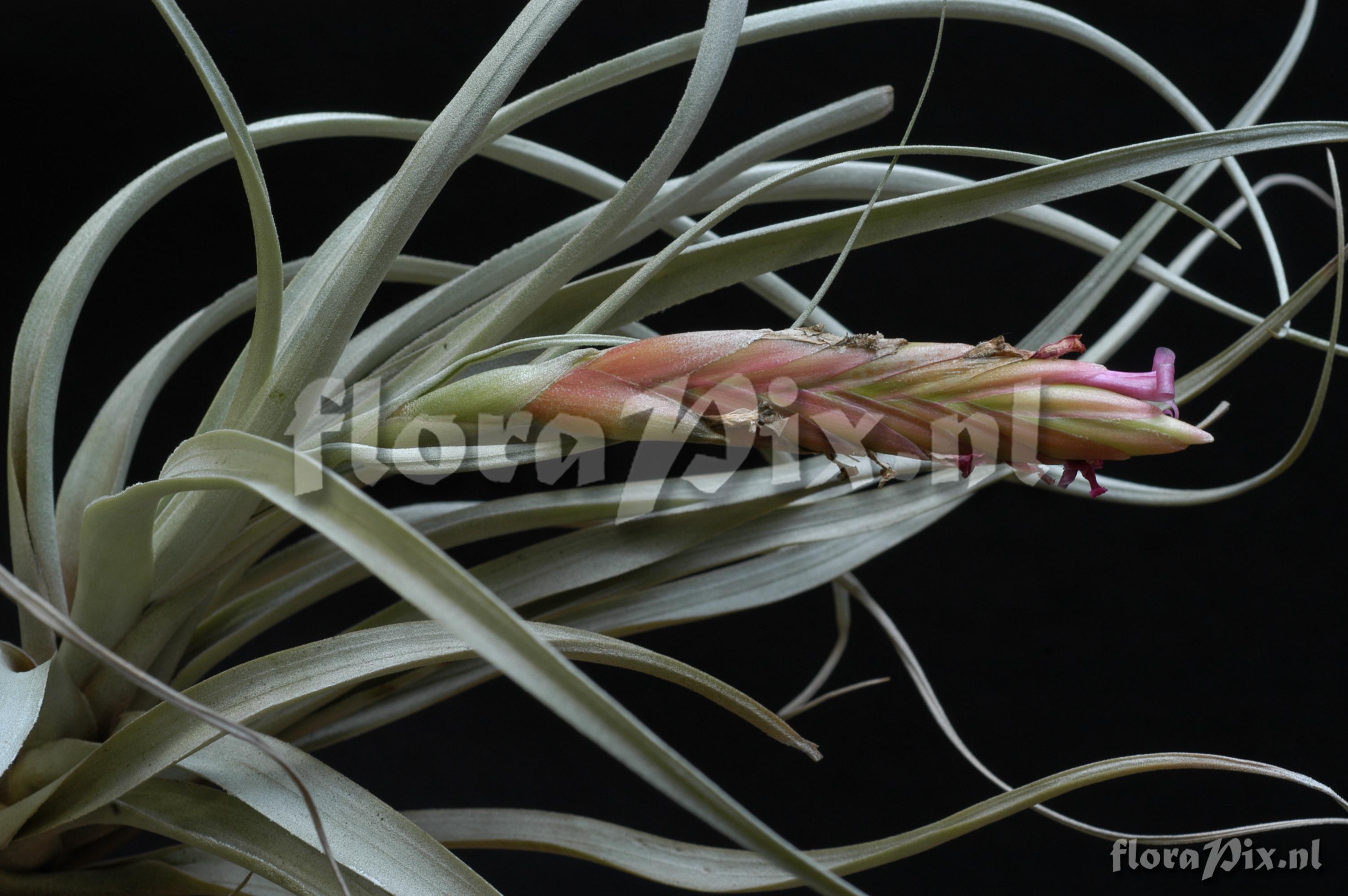 Tillandsia micans