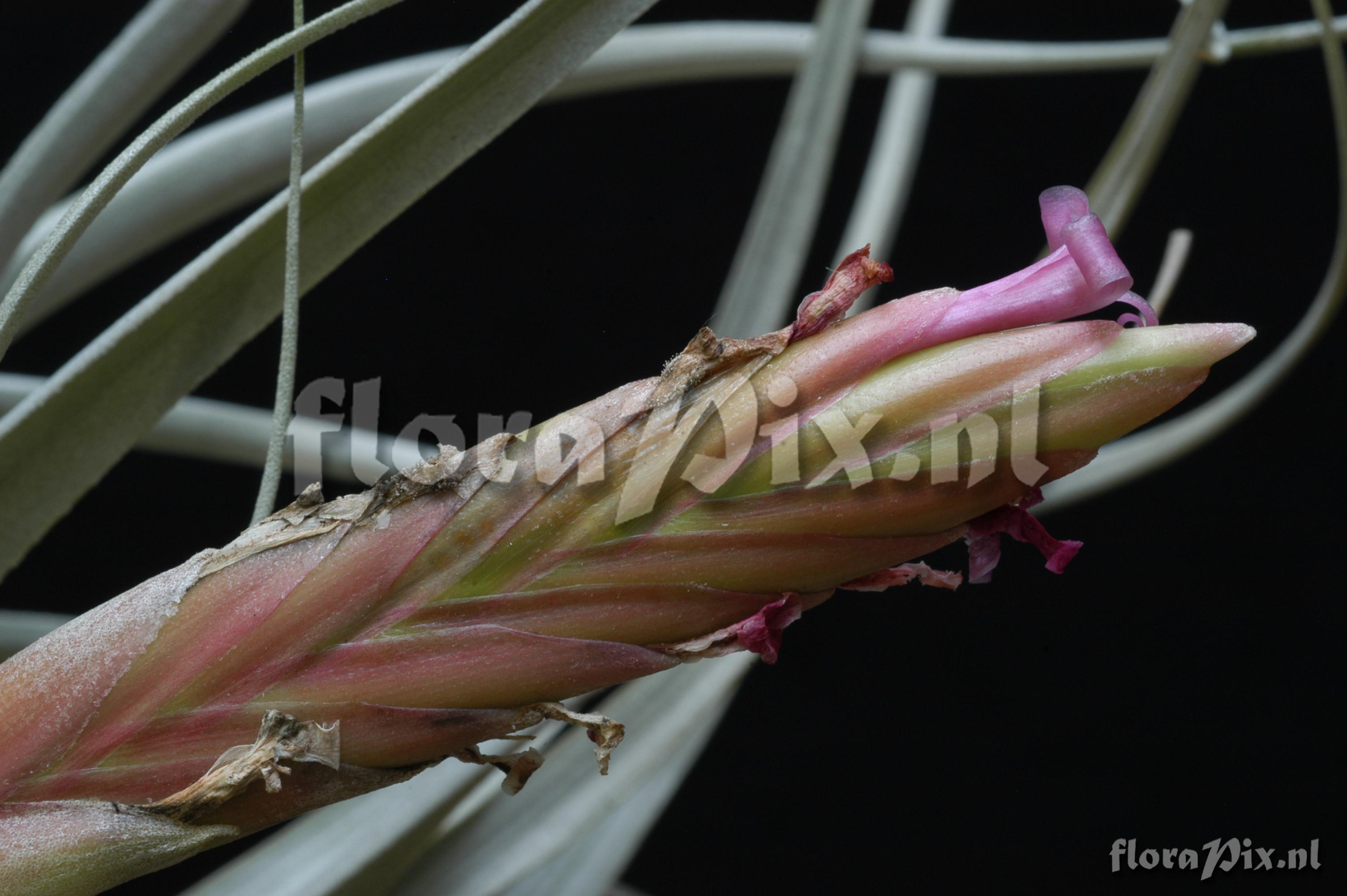 Tillandsia micans