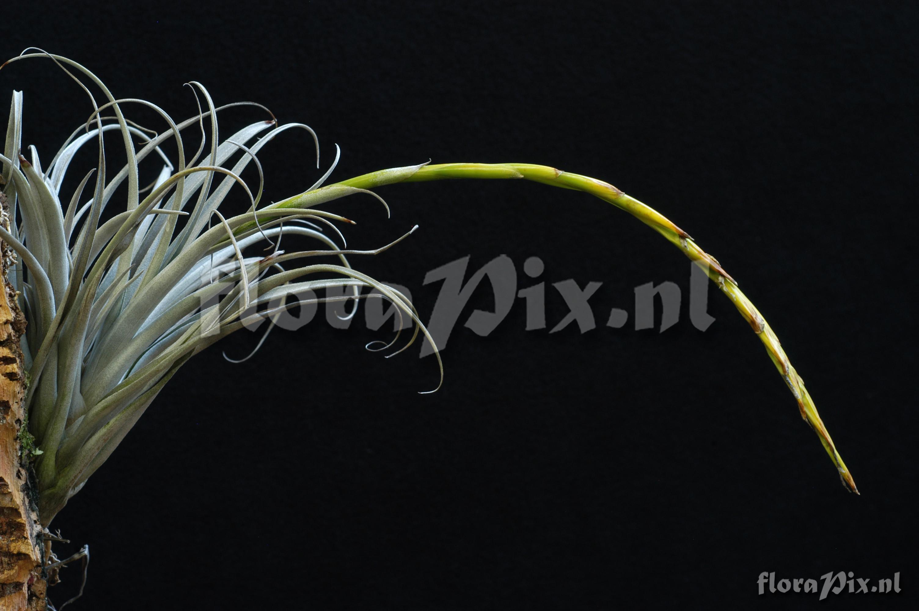 Tillandsia micans