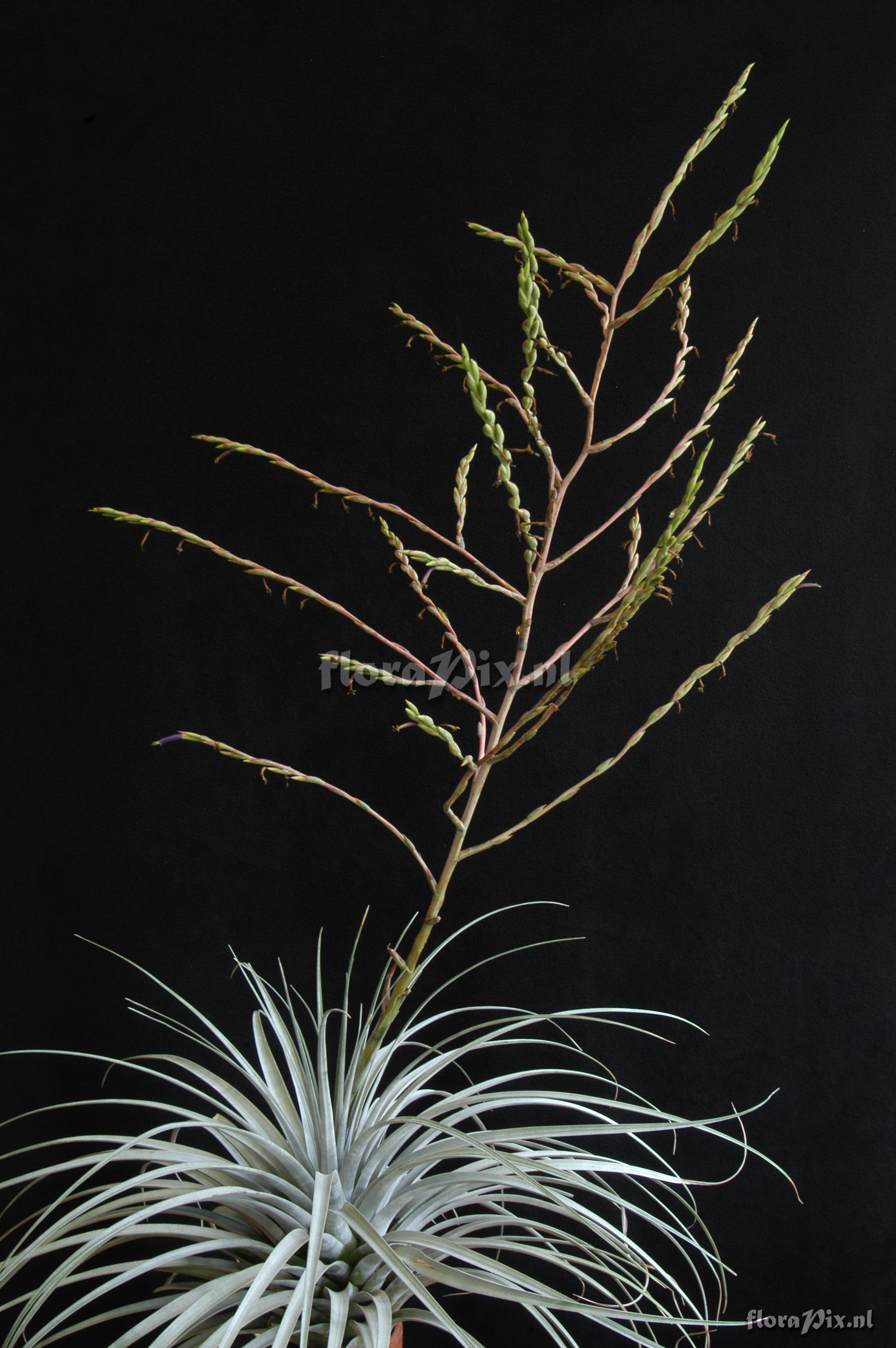 Tillandsia mima var. chiletensis