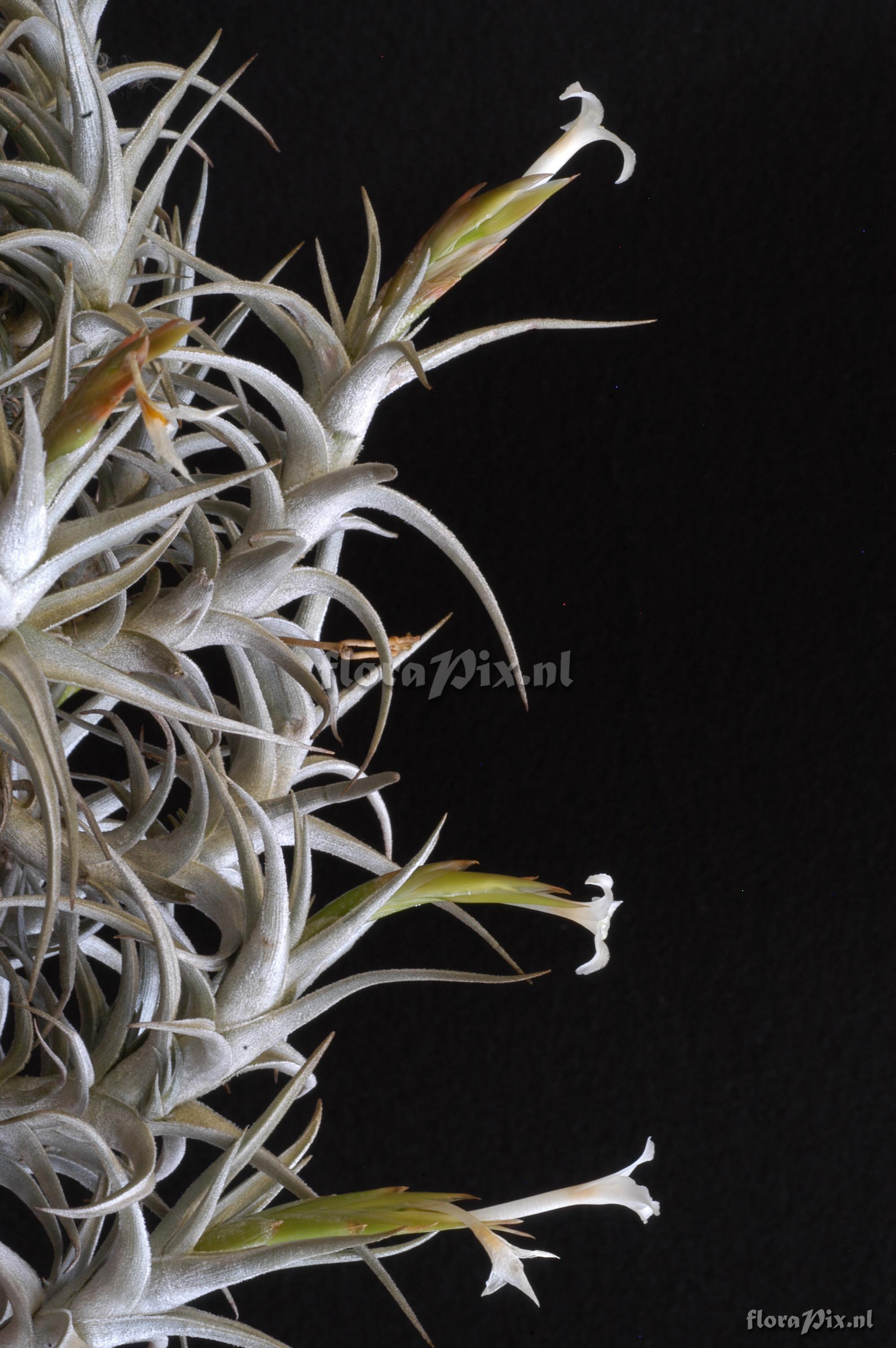 Tillandsia muhriae