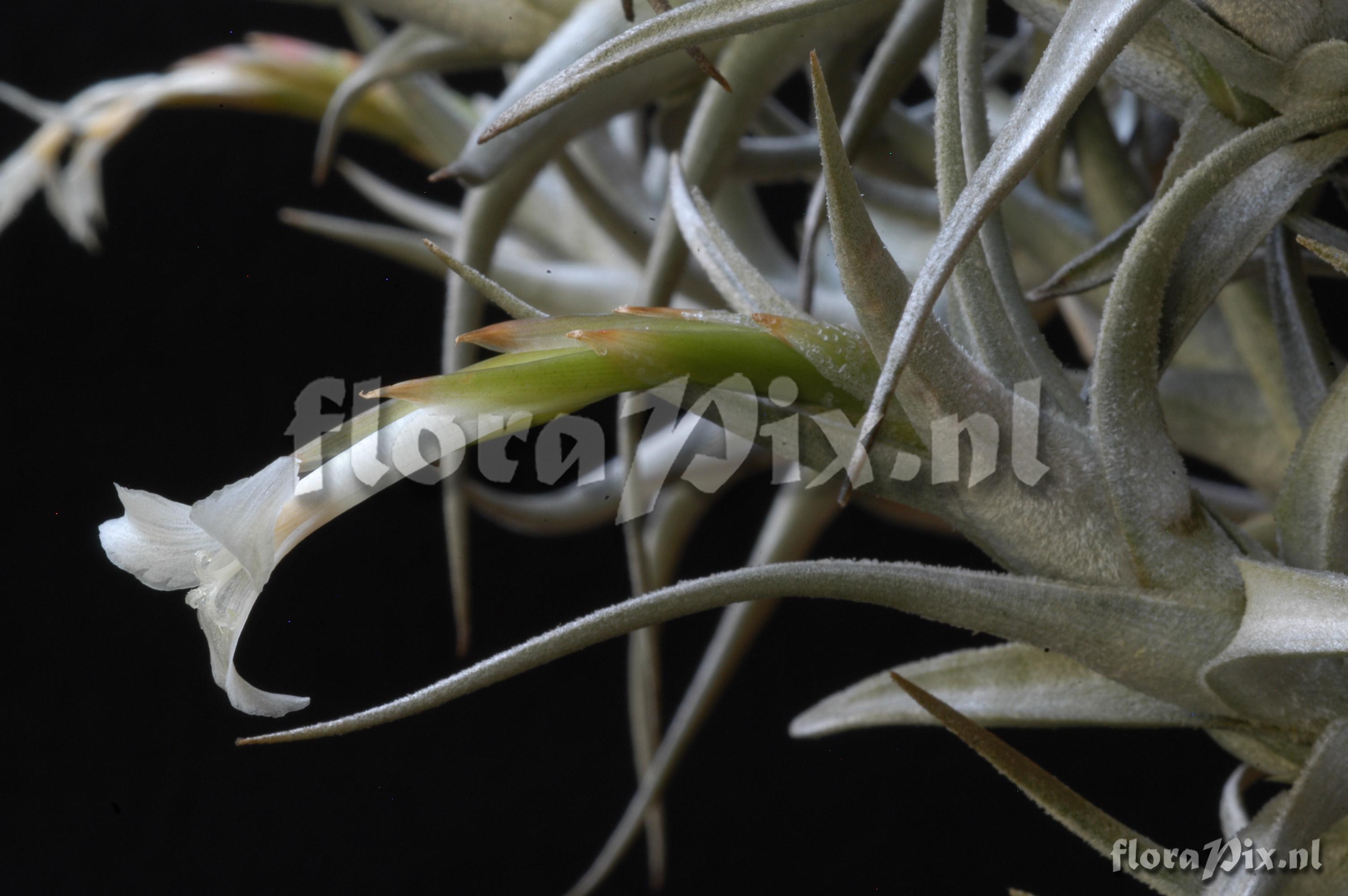 Tillandsia muhriae