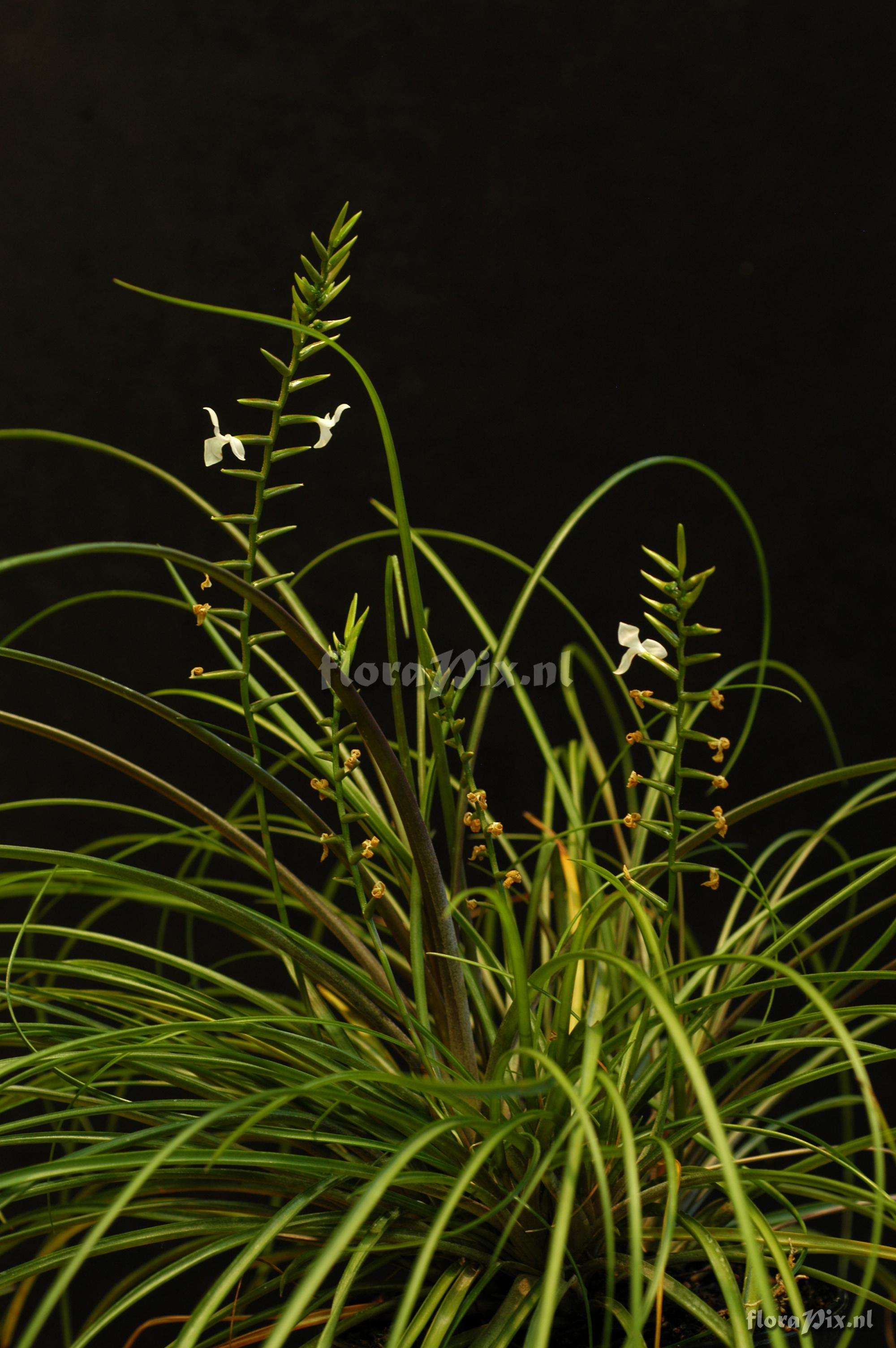 Tillandsia narthecioides