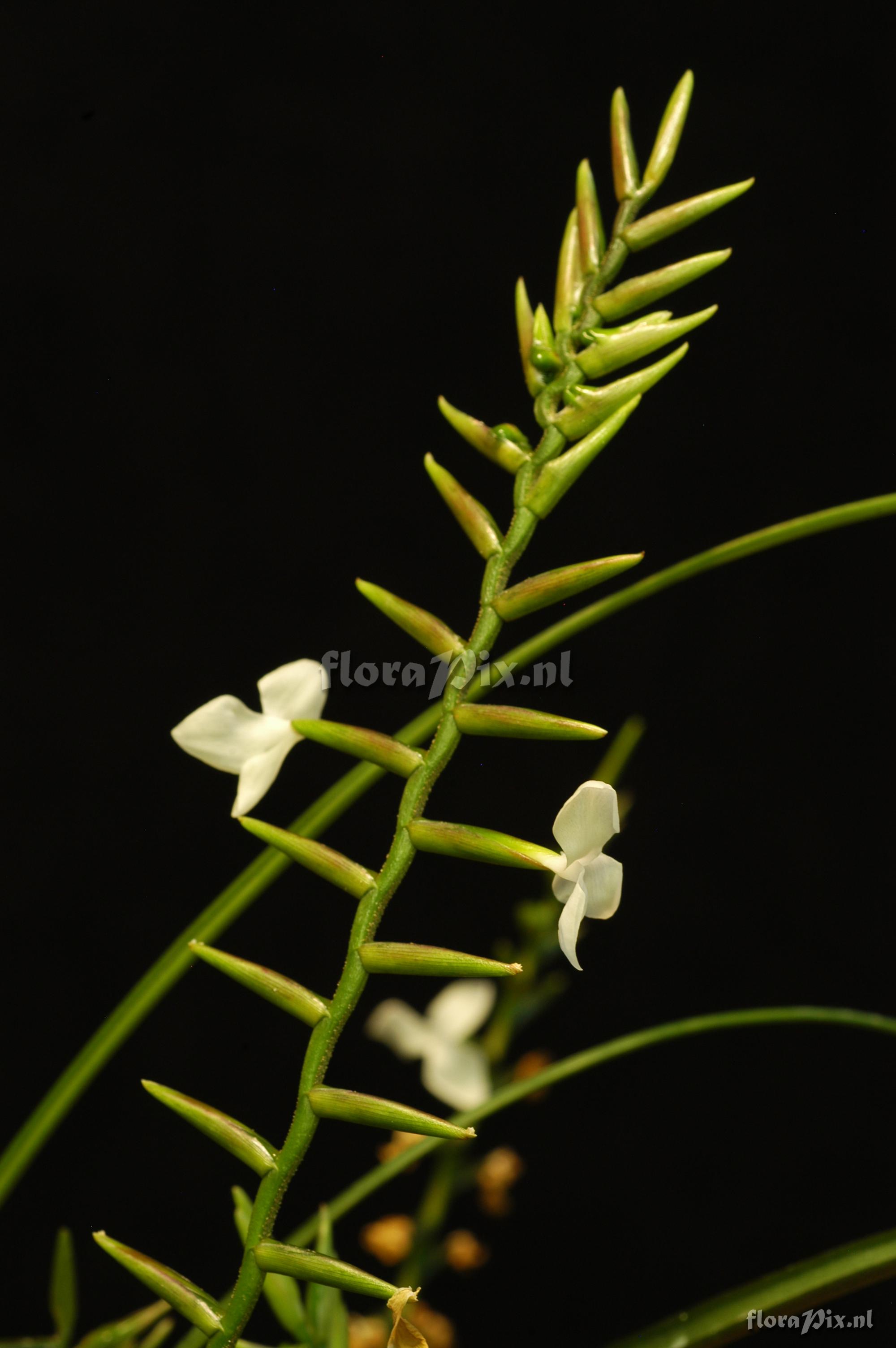 Tillandsia narthecioides