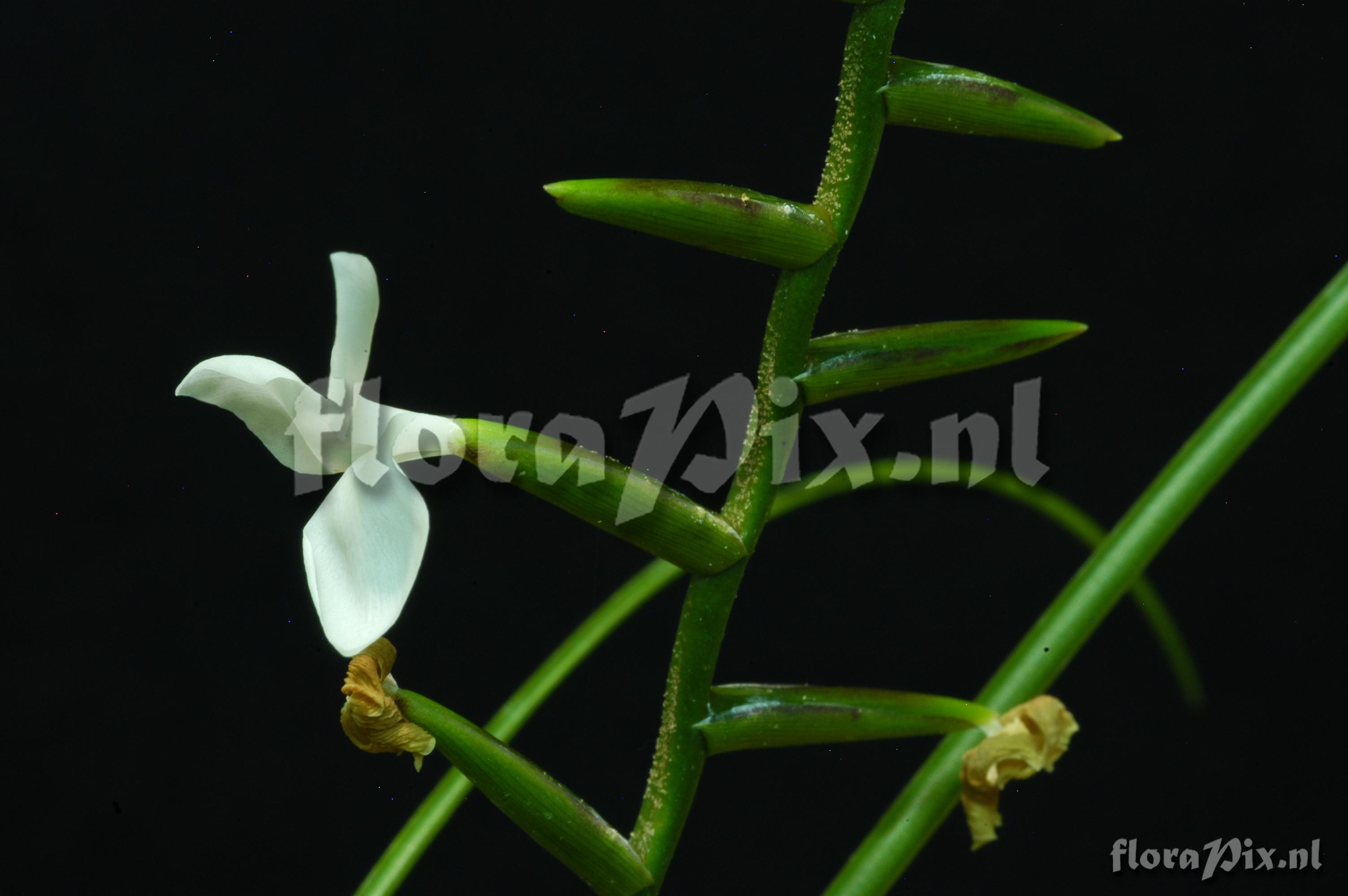 Tillandsia narthecioides