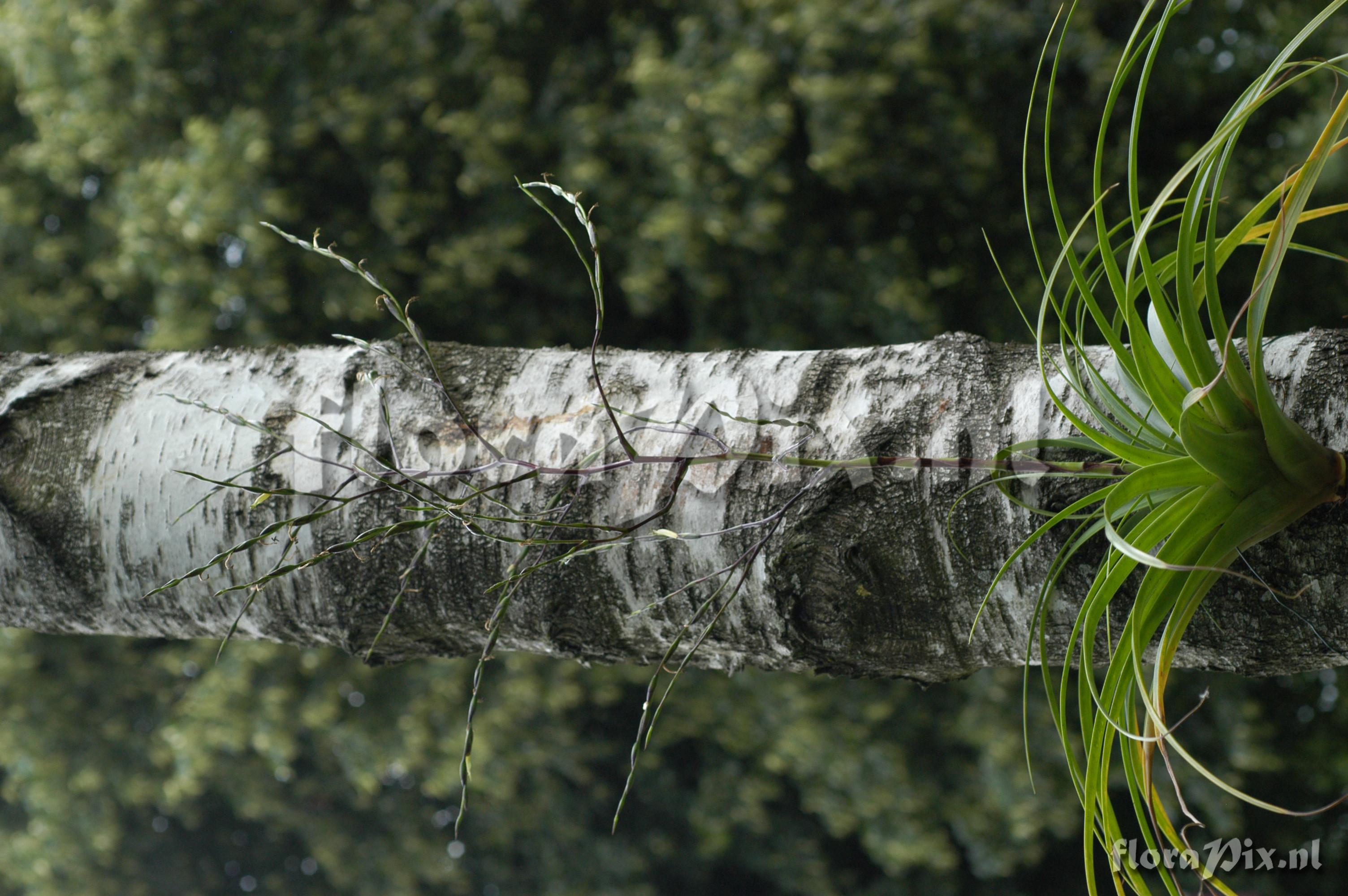 Tillandsia nigri-stipitata