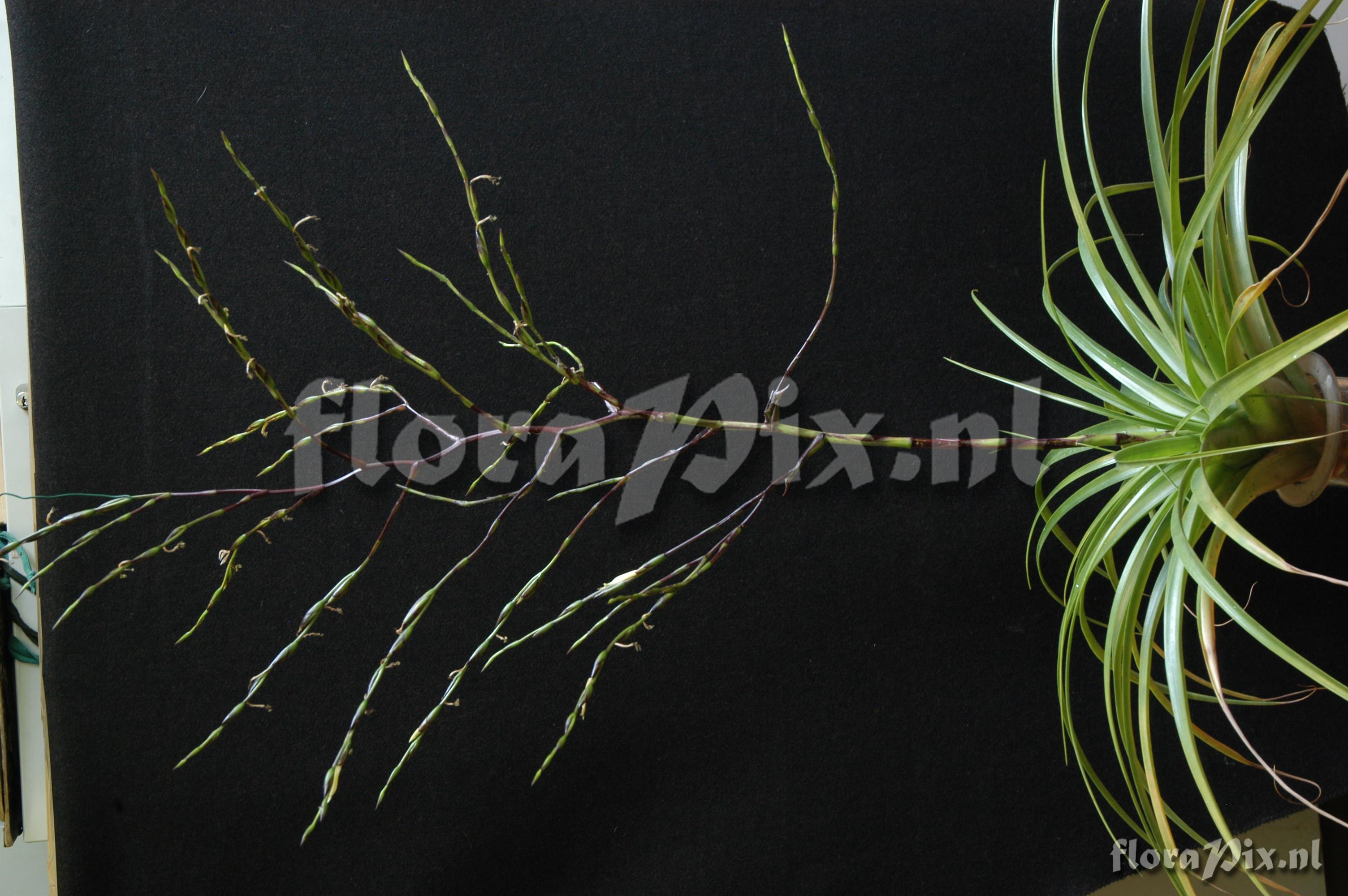 Tillandsia nigri-stipitata