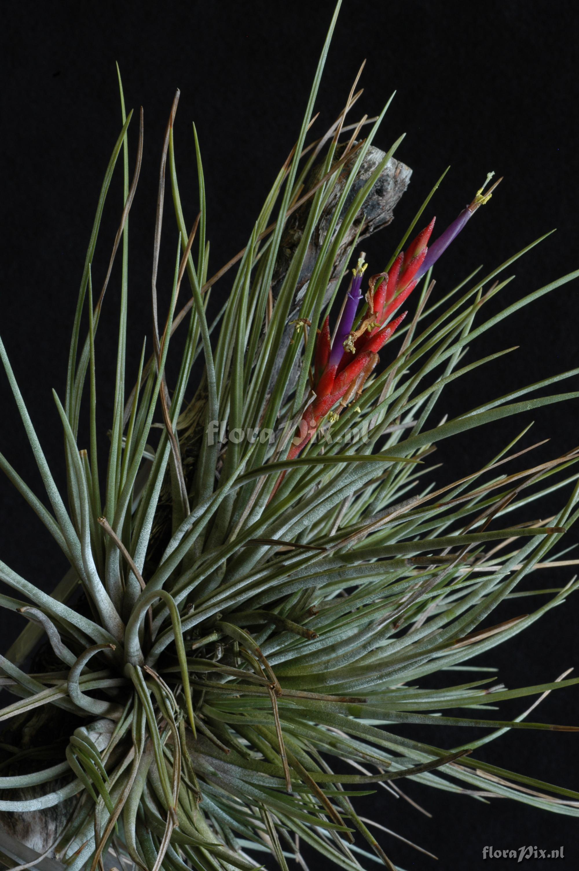 Tillandsia ortgiesiana