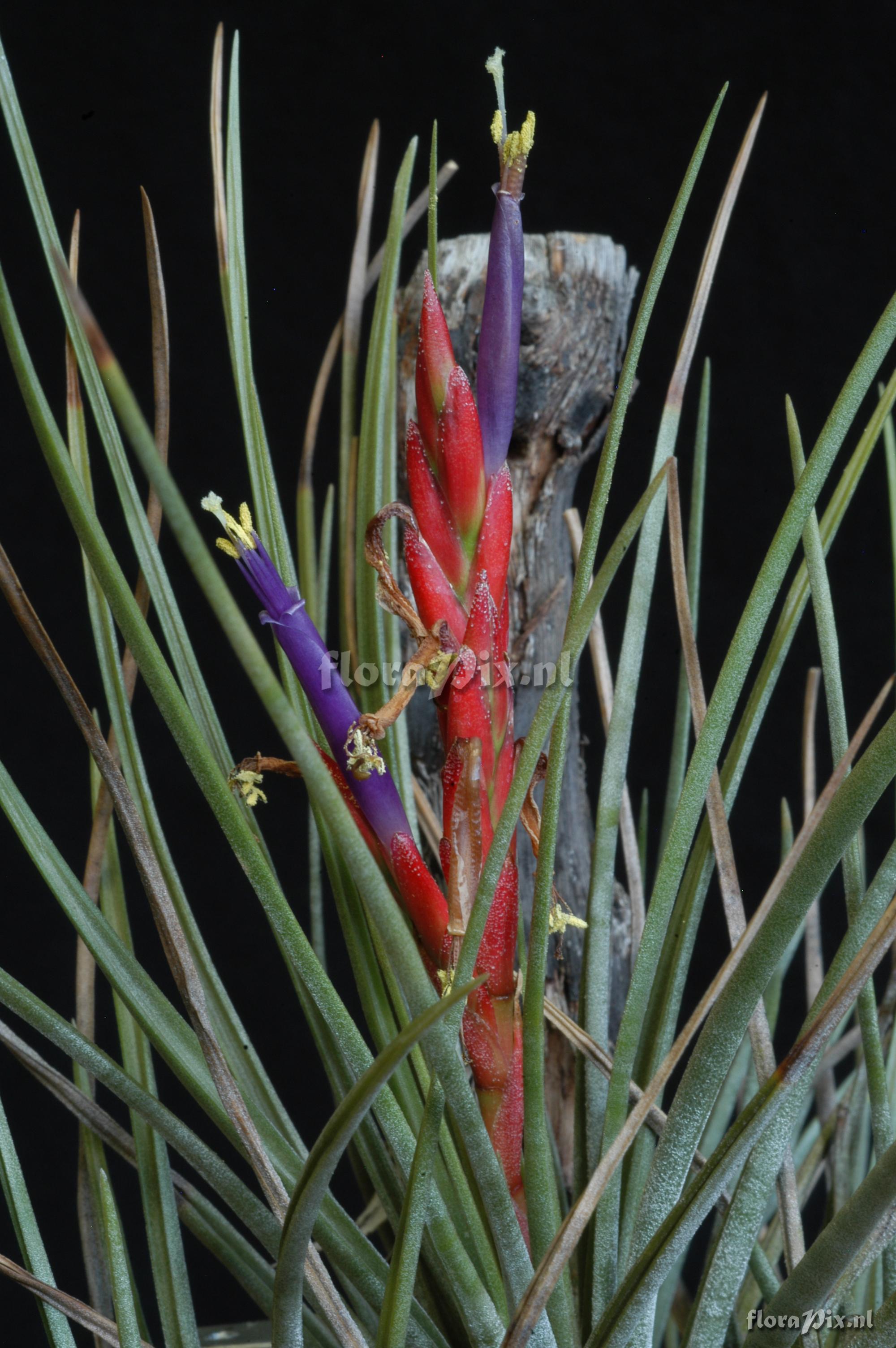 Tillandsia ortgiesiana