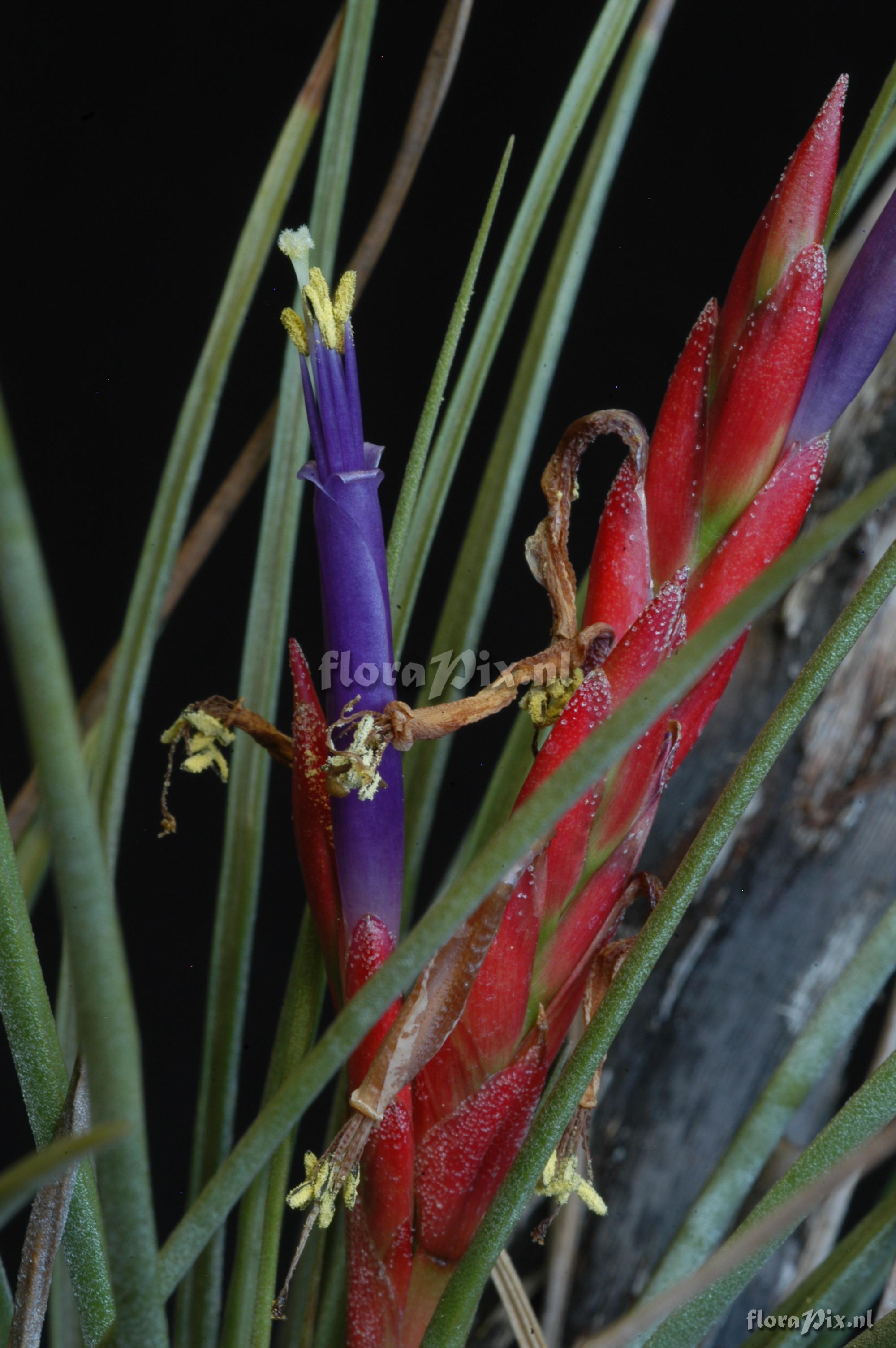 Tillandsia ortgiesiana