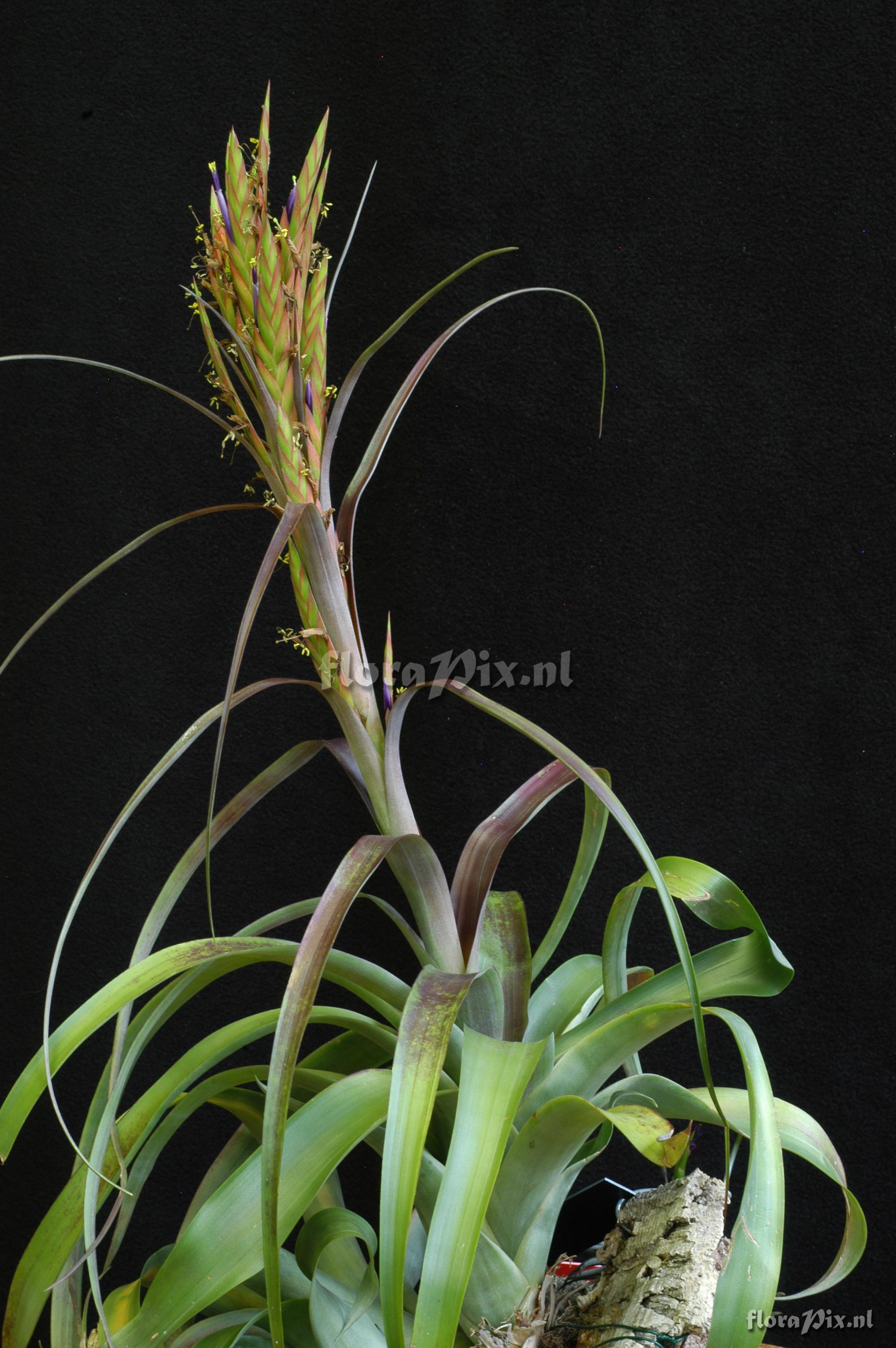 Tillandsia pacifica