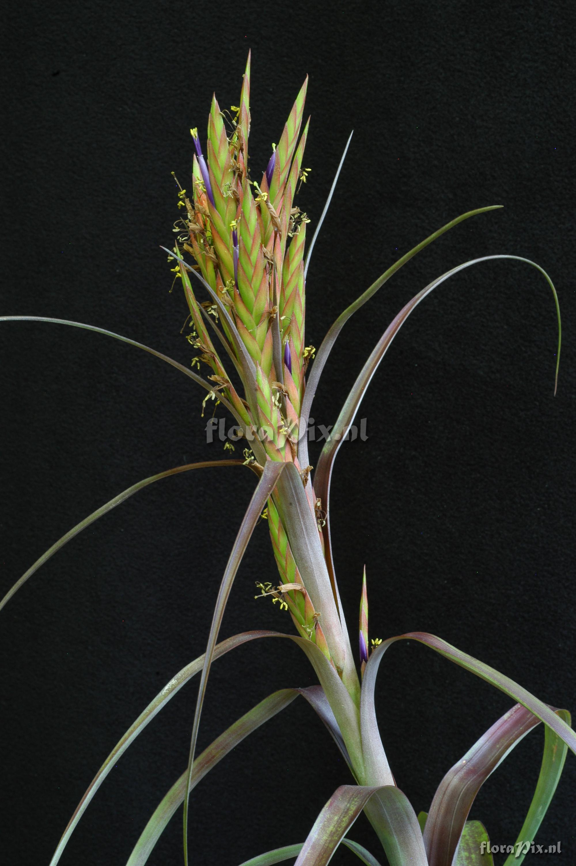 Tillandsia pacifica