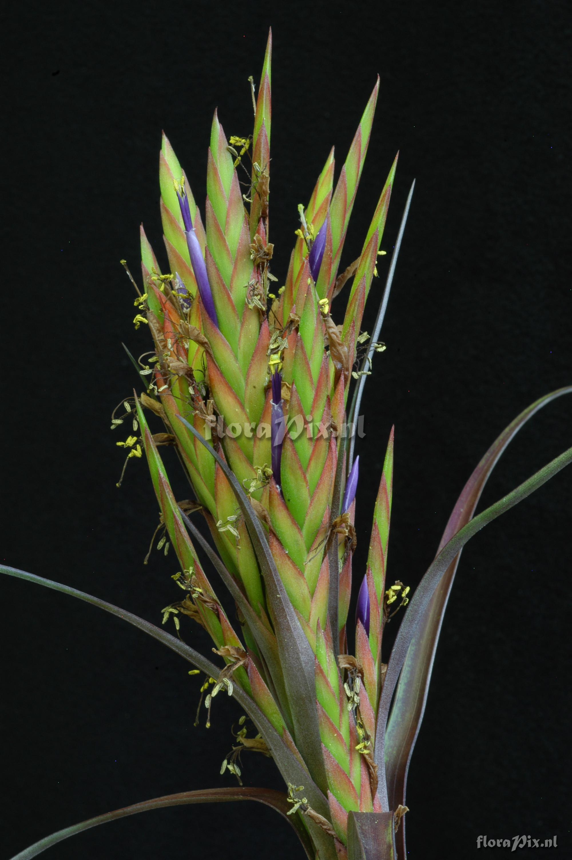 Tillandsia pacifica