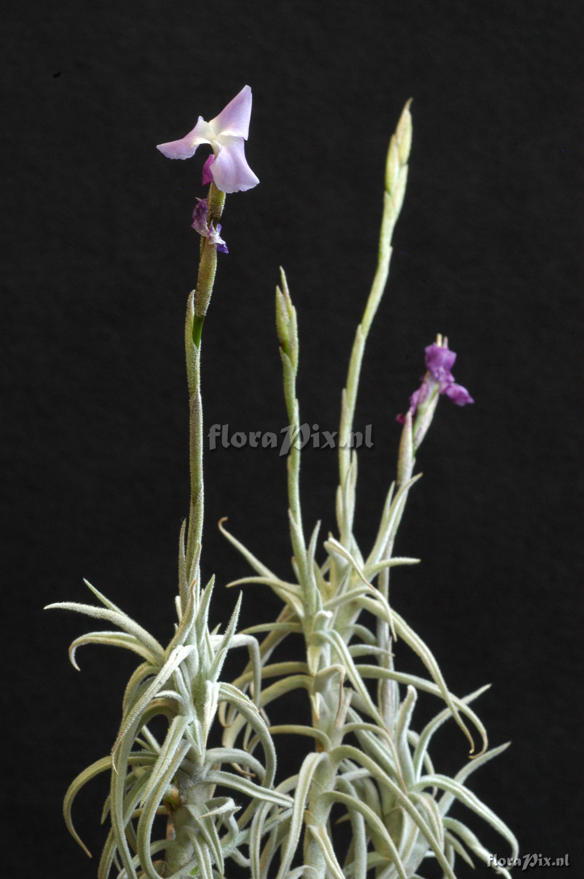 Tillandsia paleacea