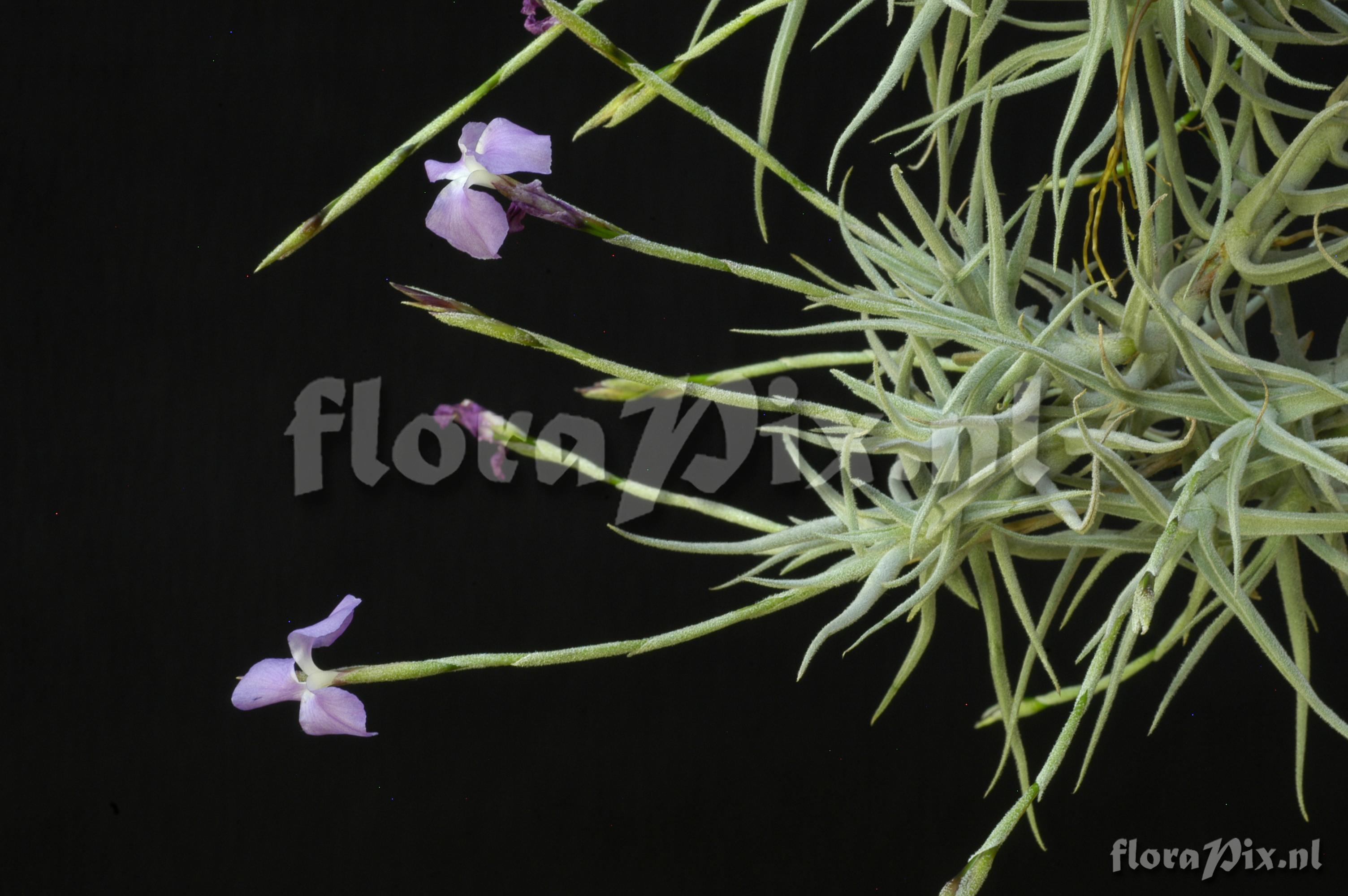 Tillandsia paleacea