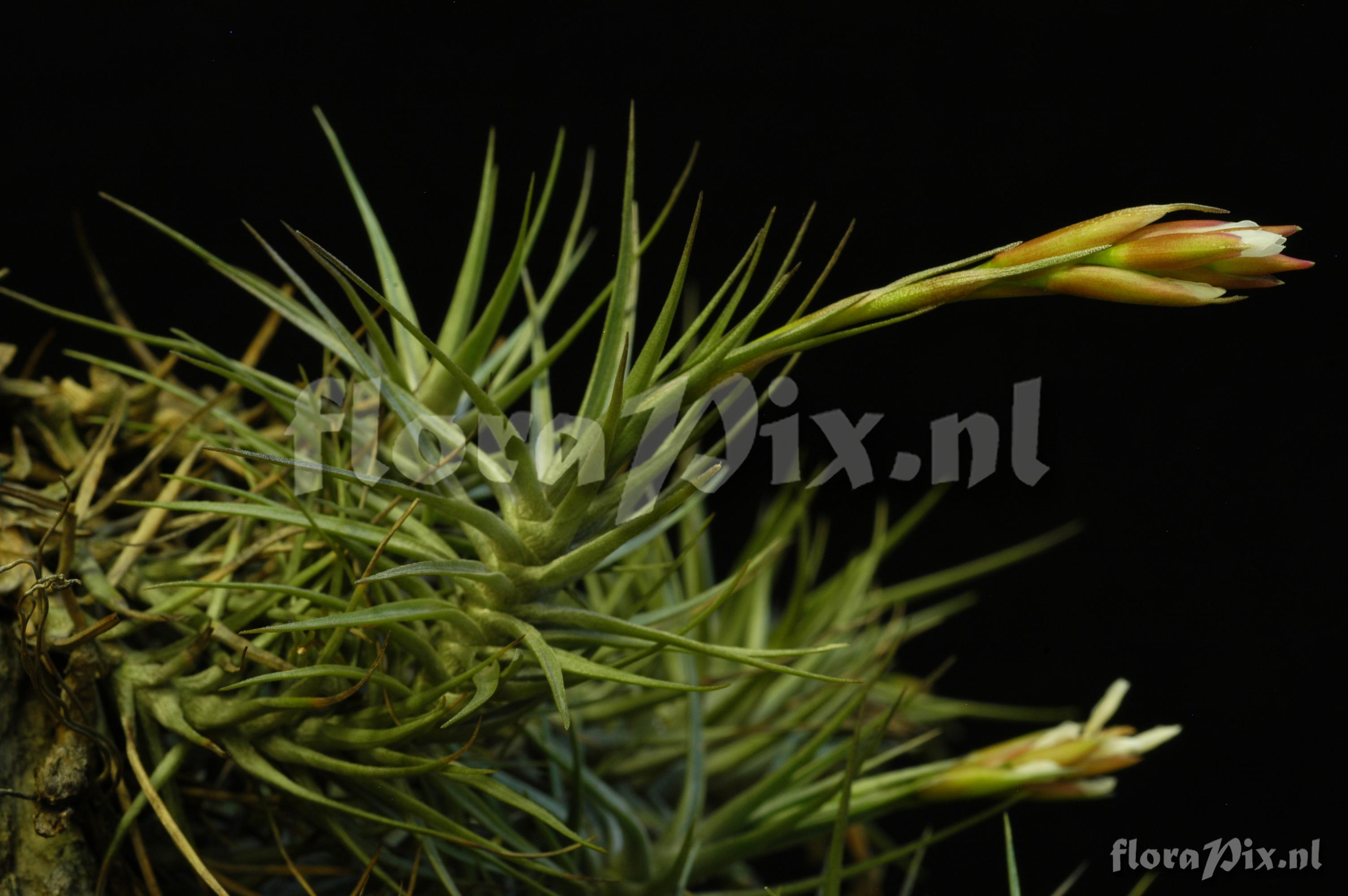 Tillandsia pardoi