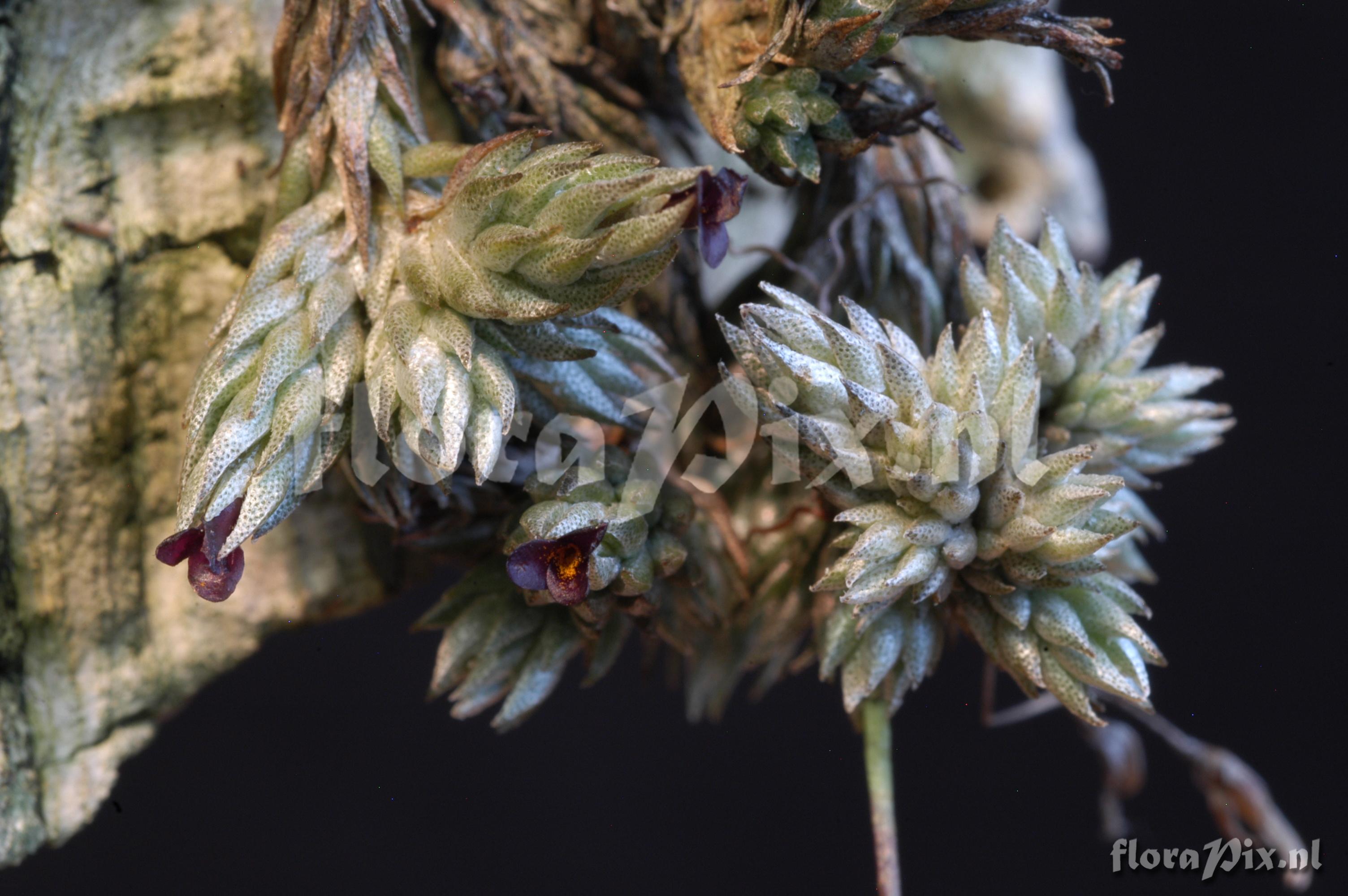 Tillandsia pedicellata