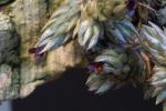Tillandsia pedicellata