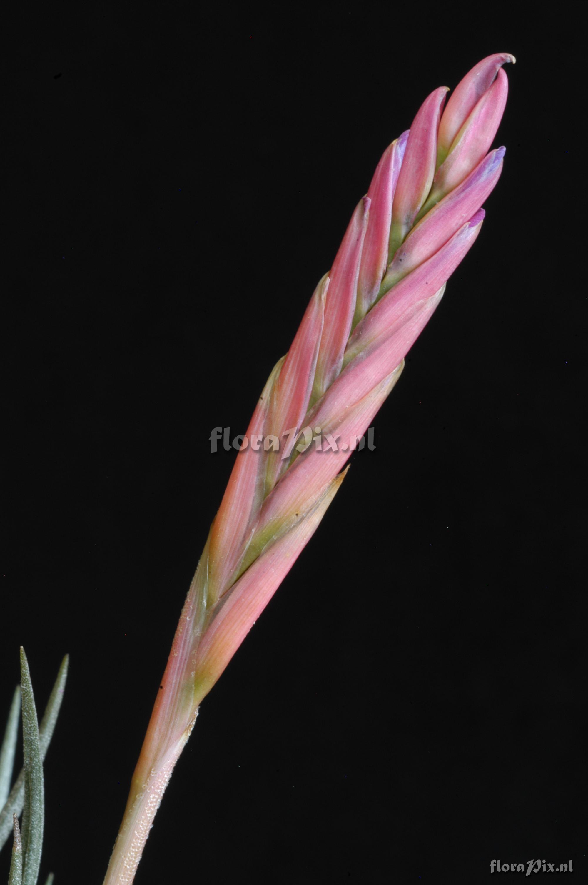 Tillandsia pfeufferi