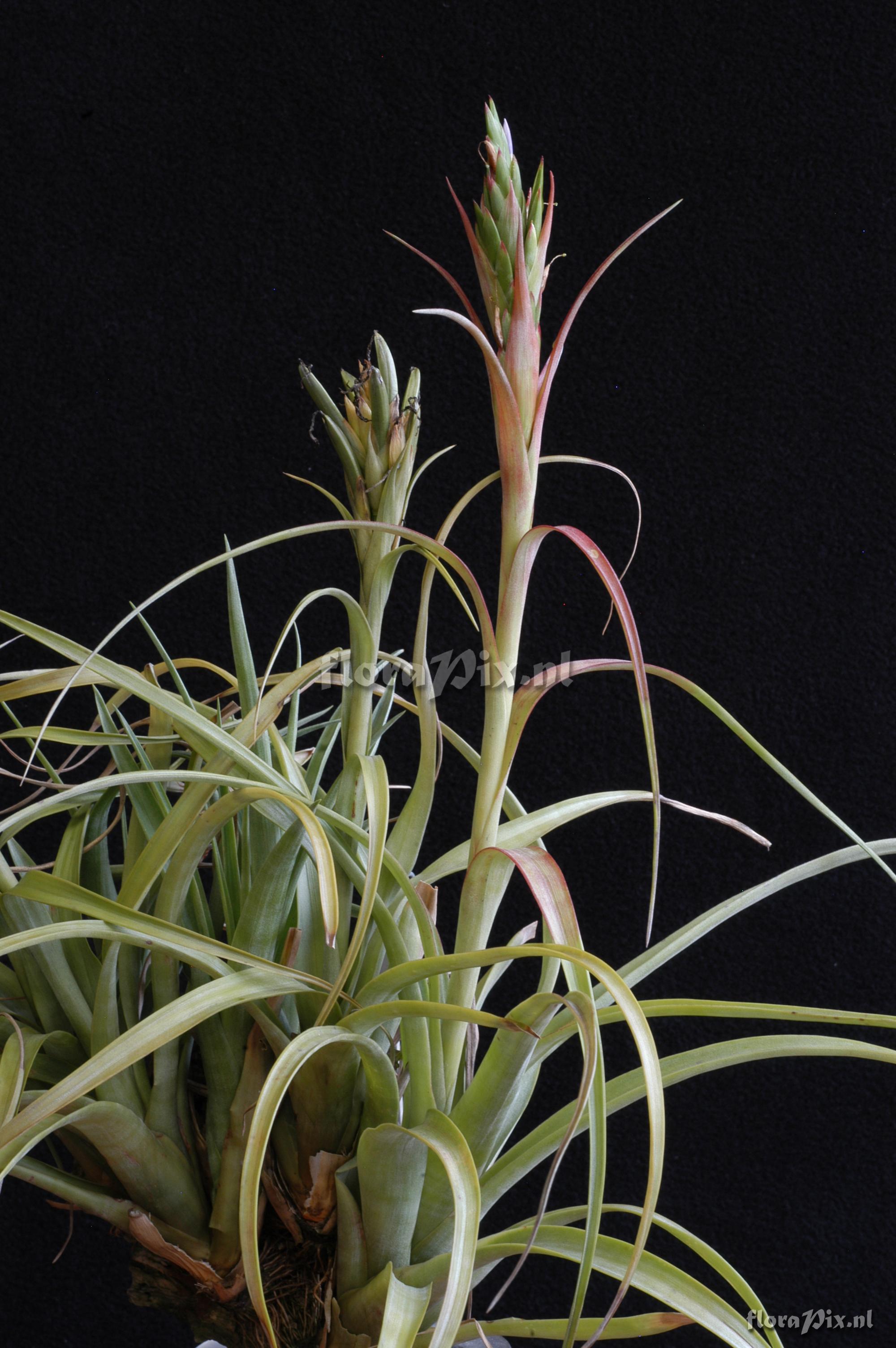 Tillandsia polystachia