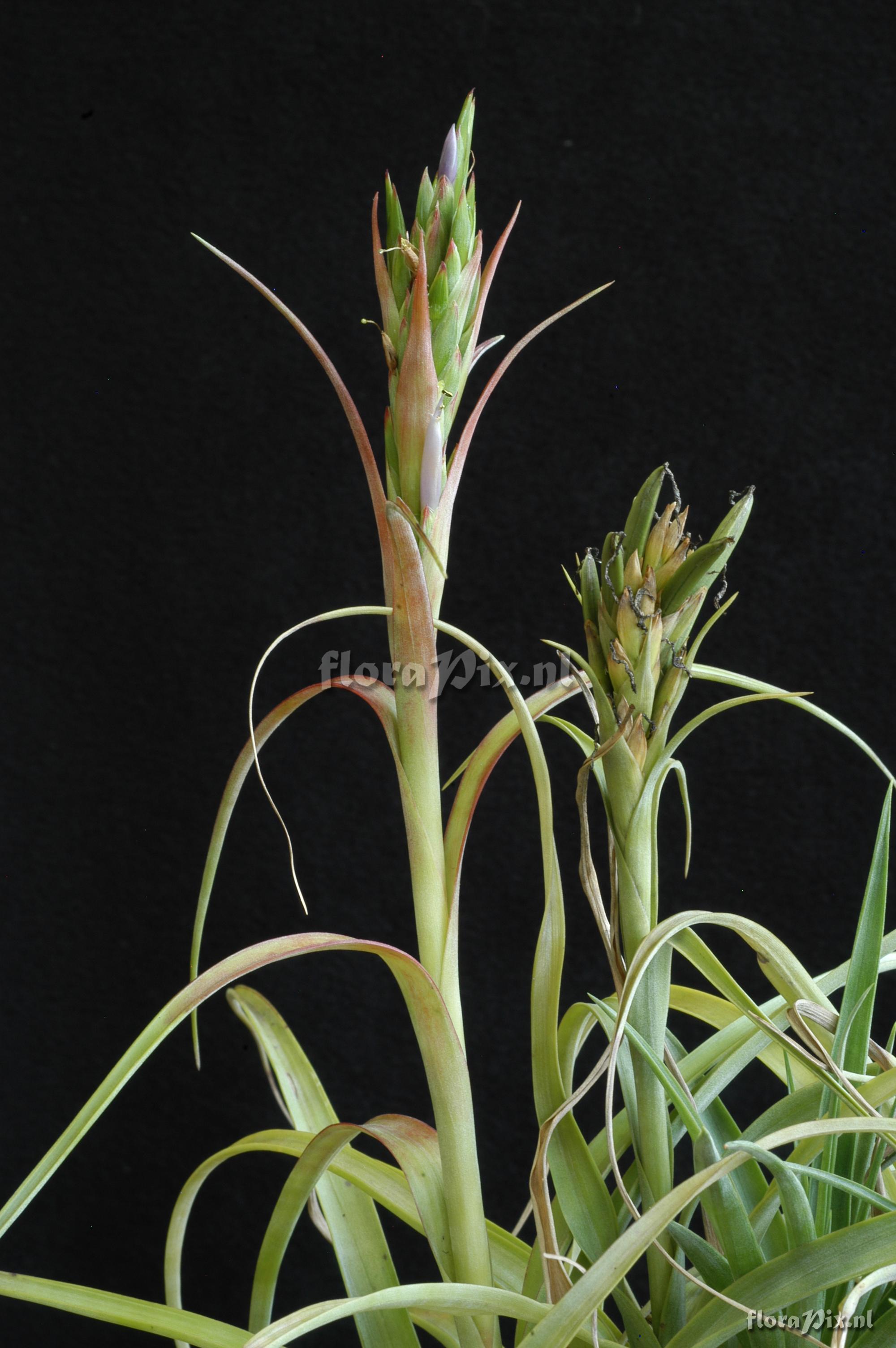 Tillandsia polystachia