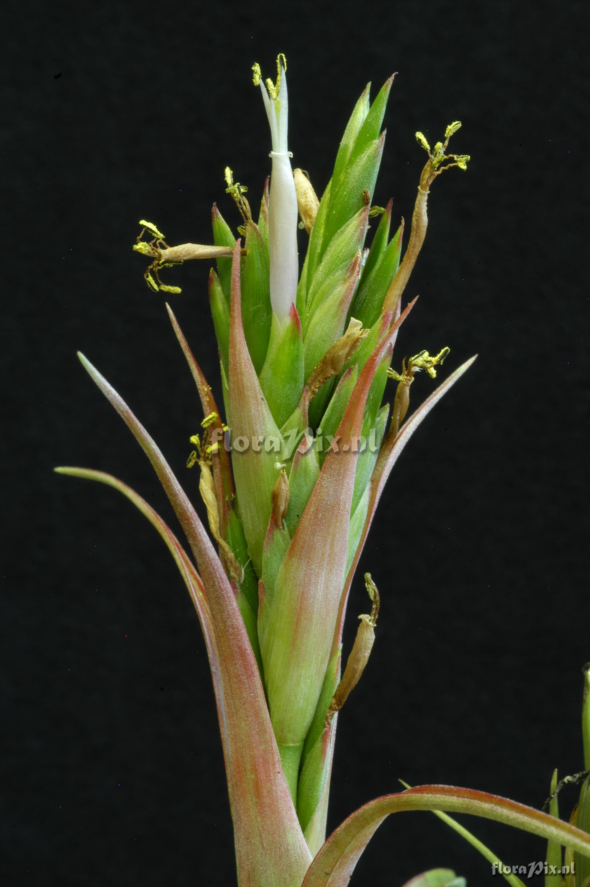 Tillandsia polystachia