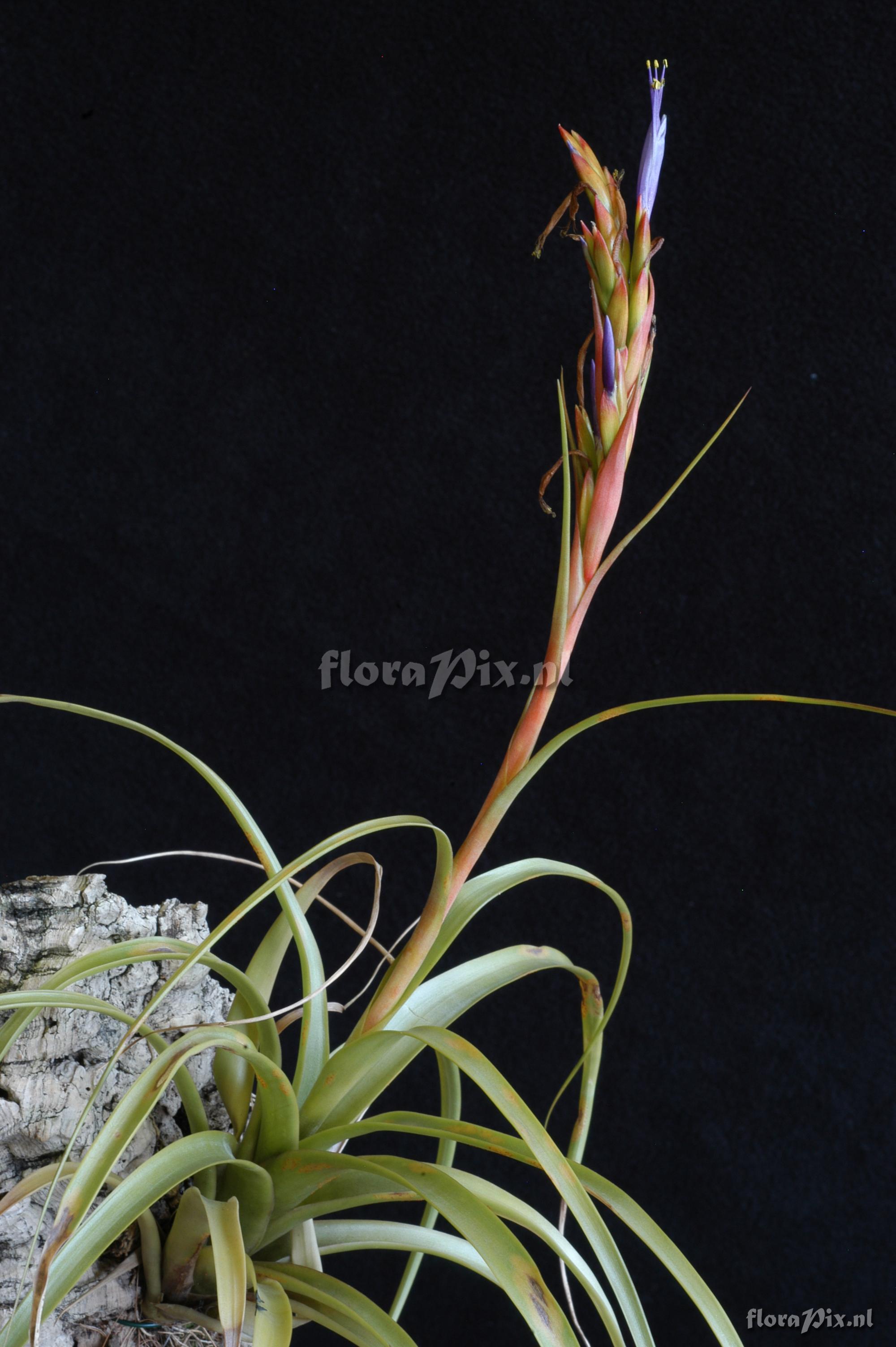 Tillandsia polystachia