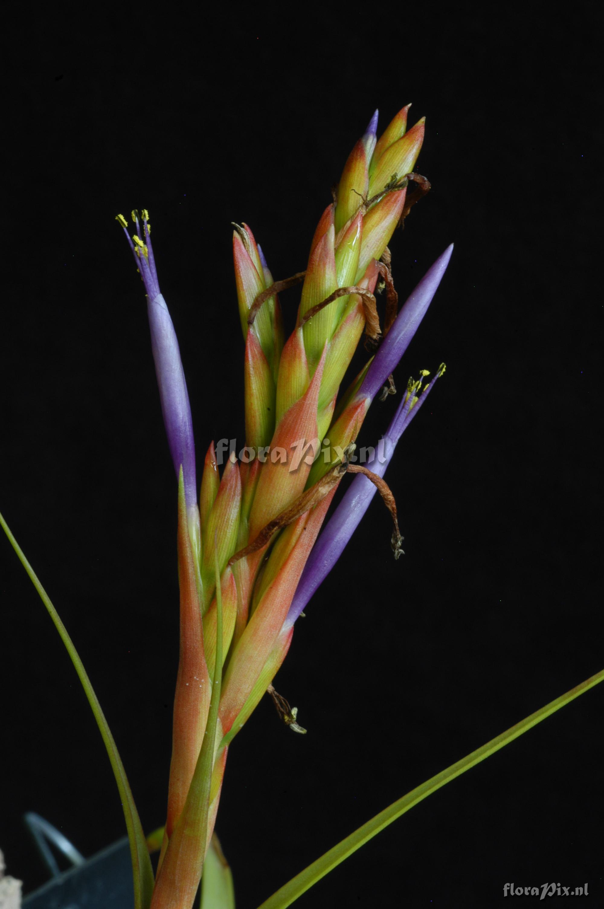 Tillandsia polystachia