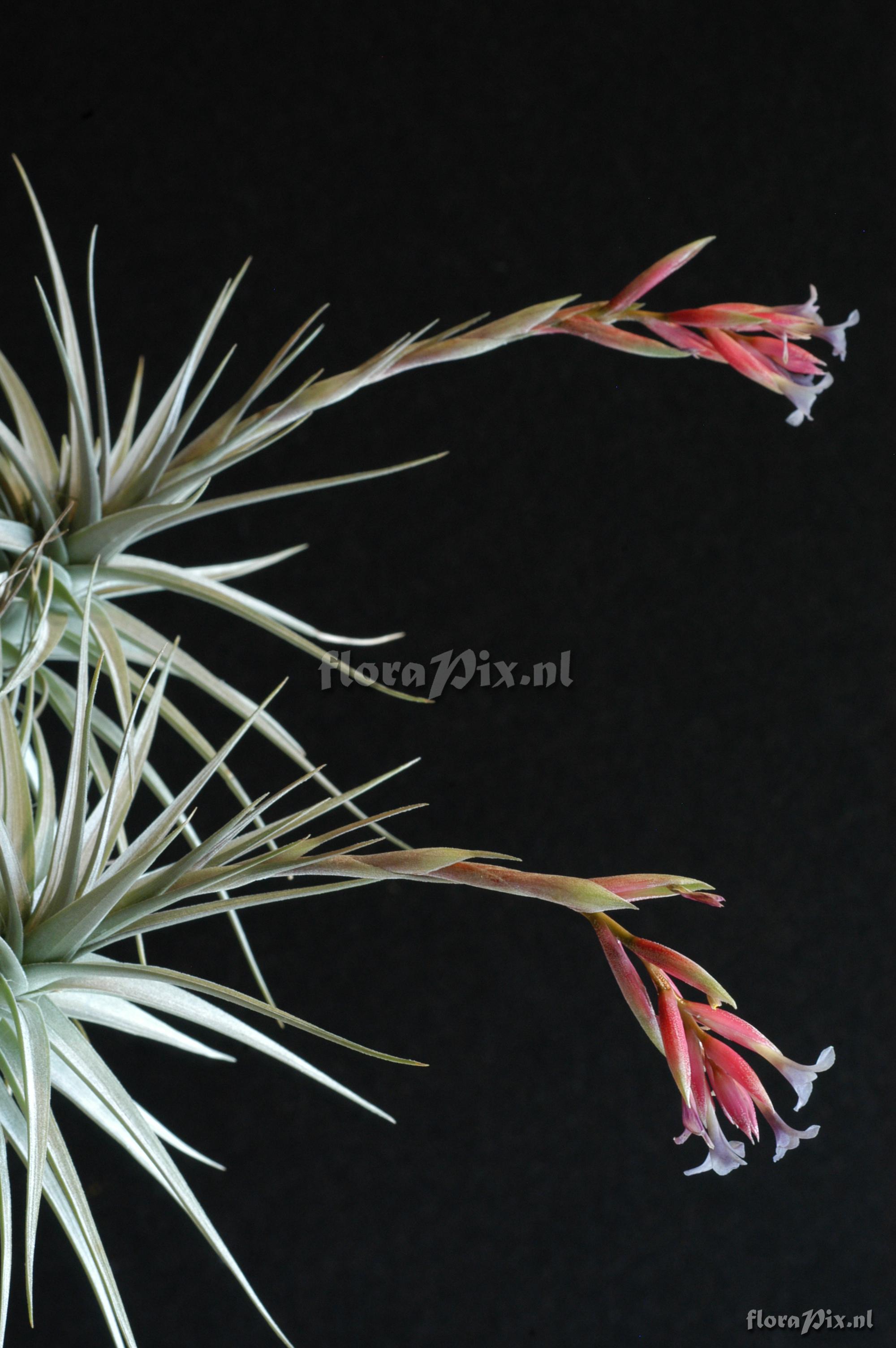 Tillandsia polzii