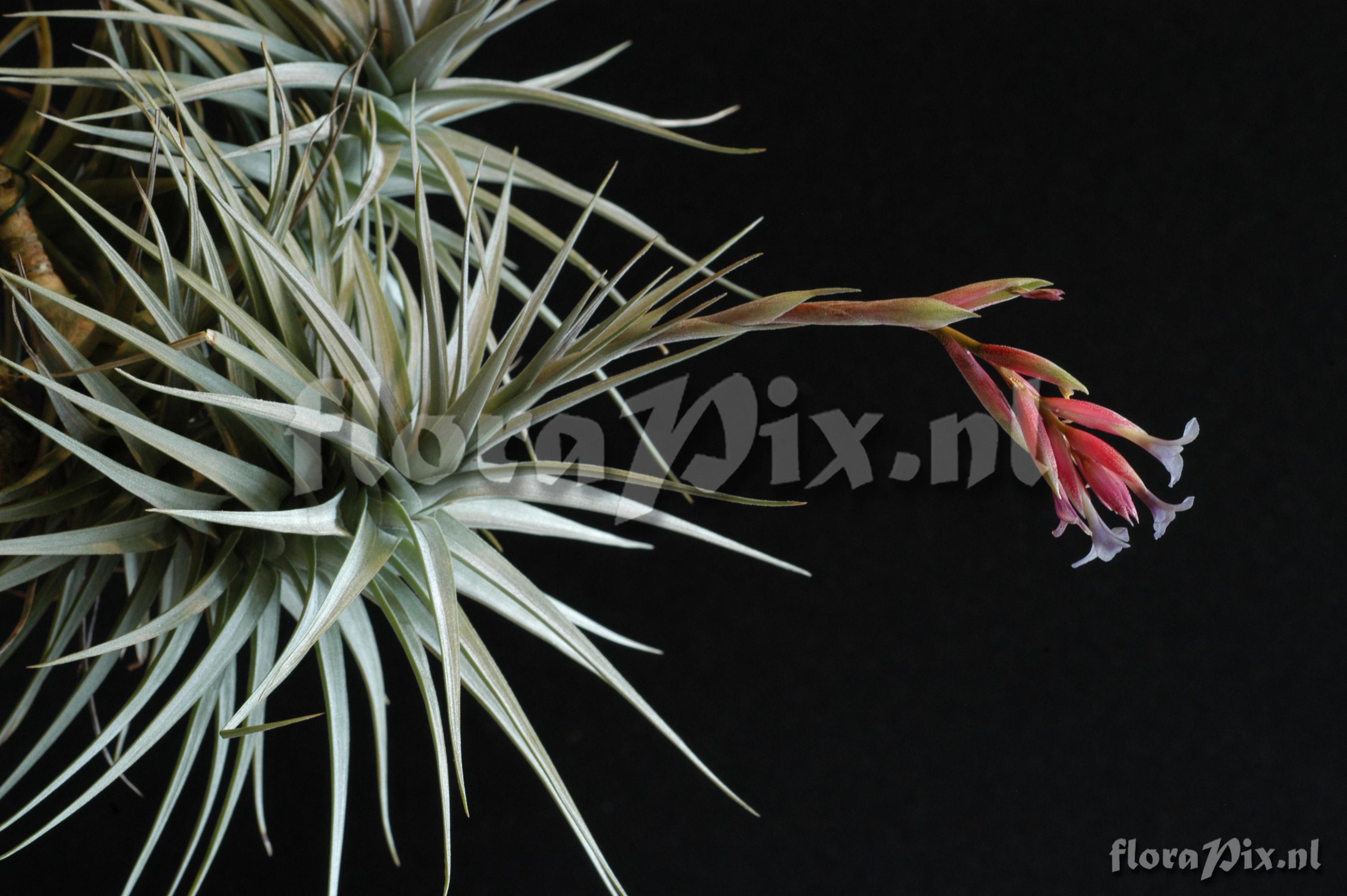 Tillandsia polzii