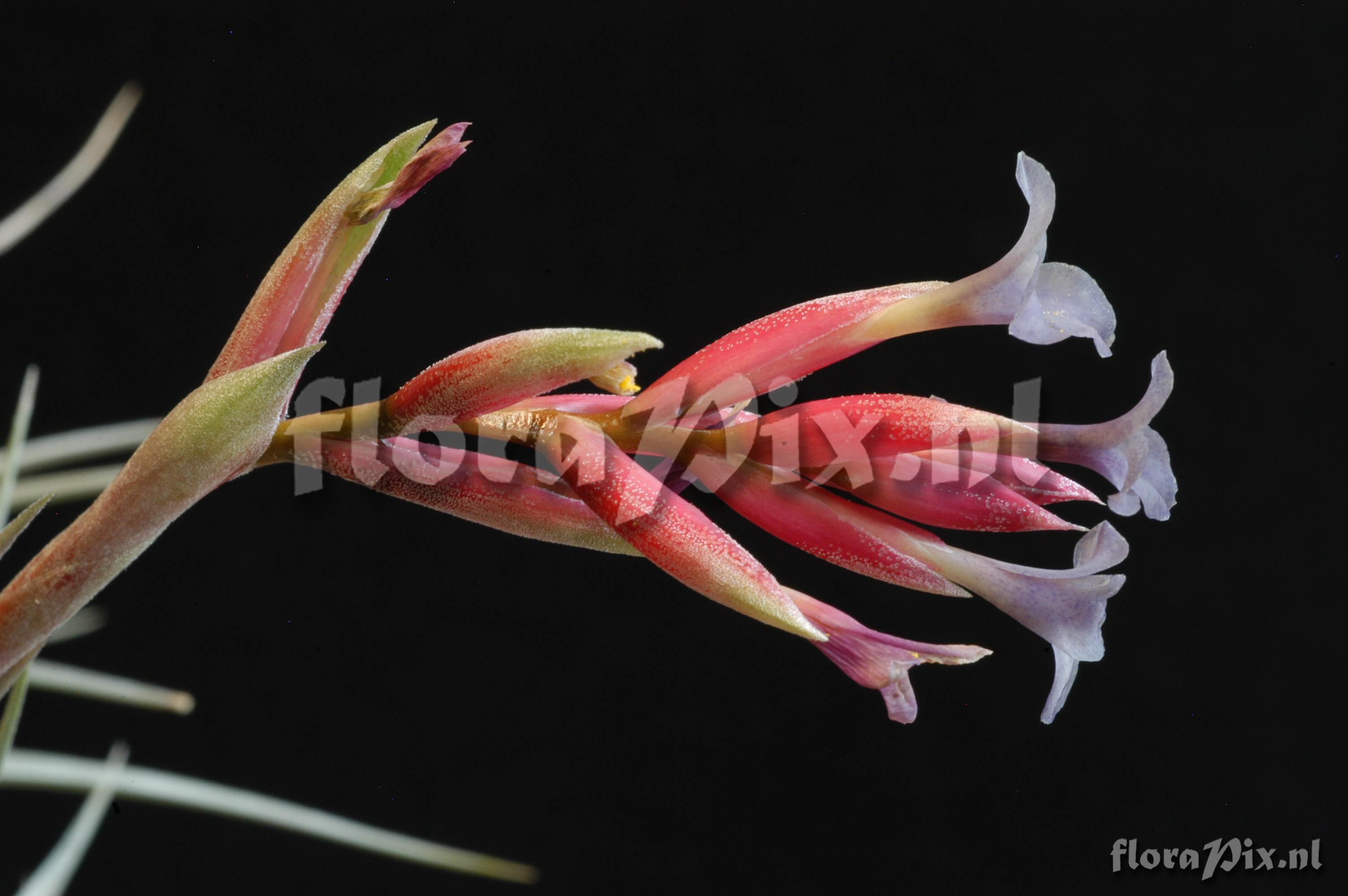 Tillandsia polzii