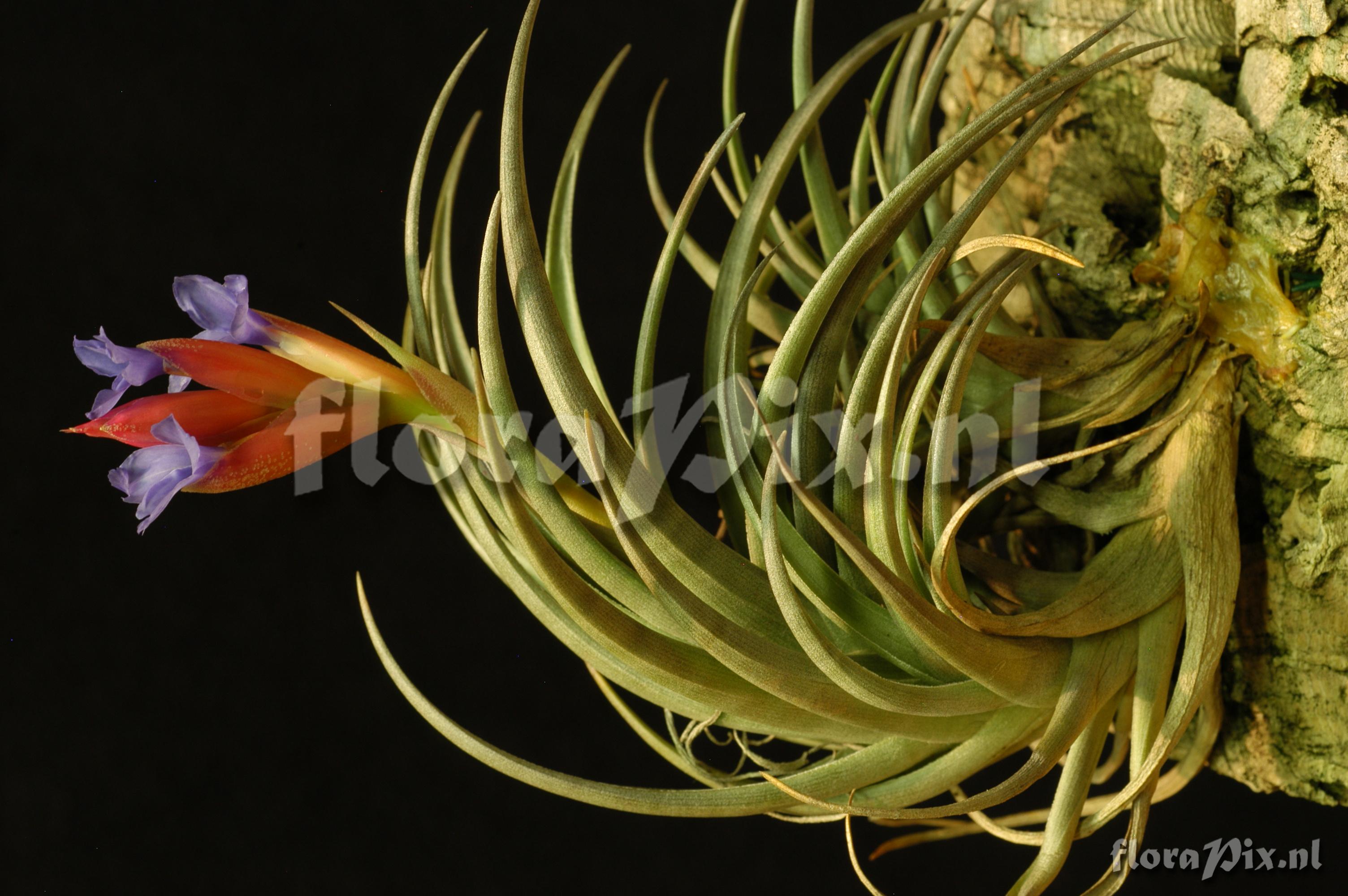 Tillandsia polzii