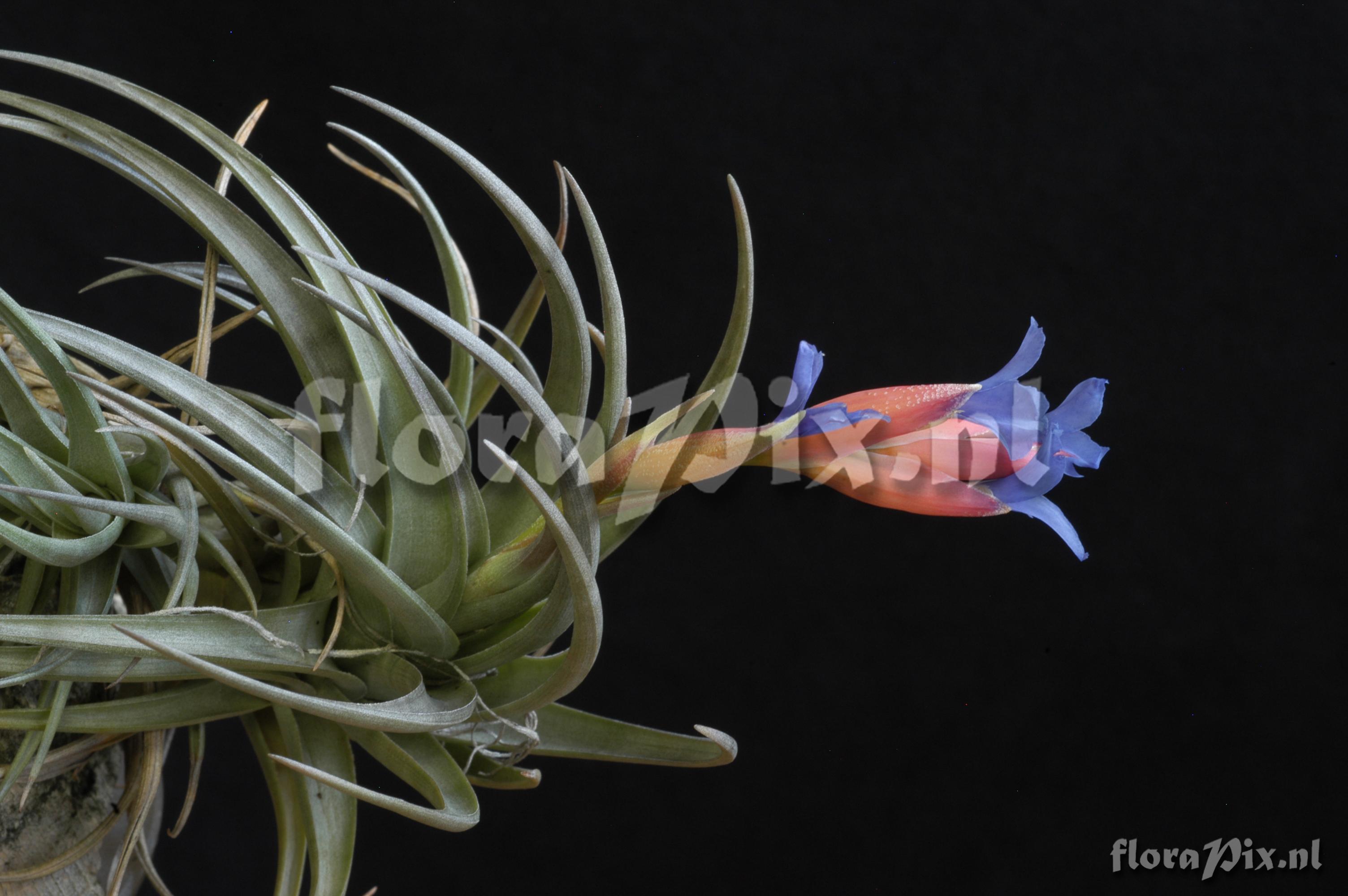 Tillandsia polzii