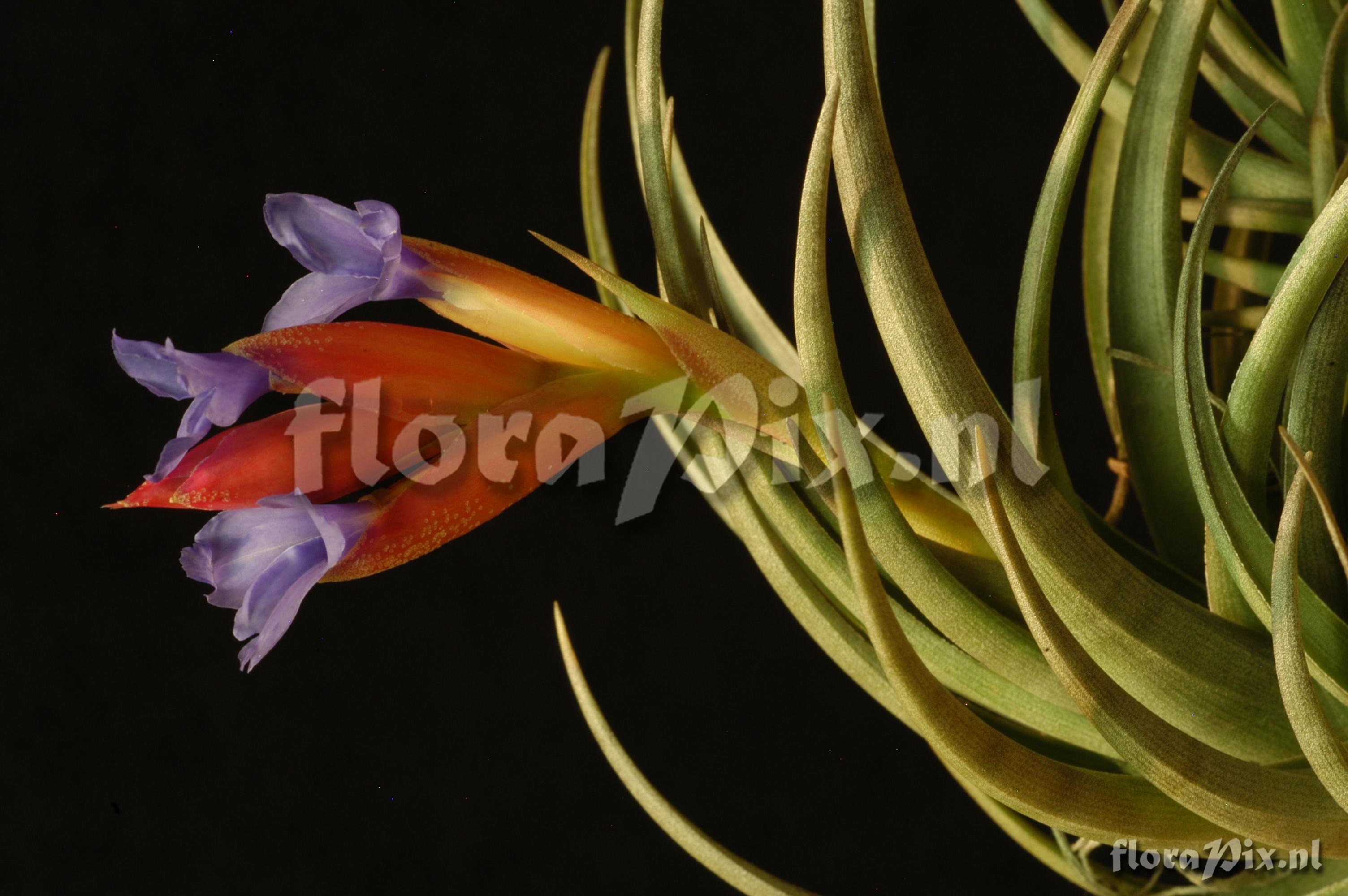 Tillandsia polzii