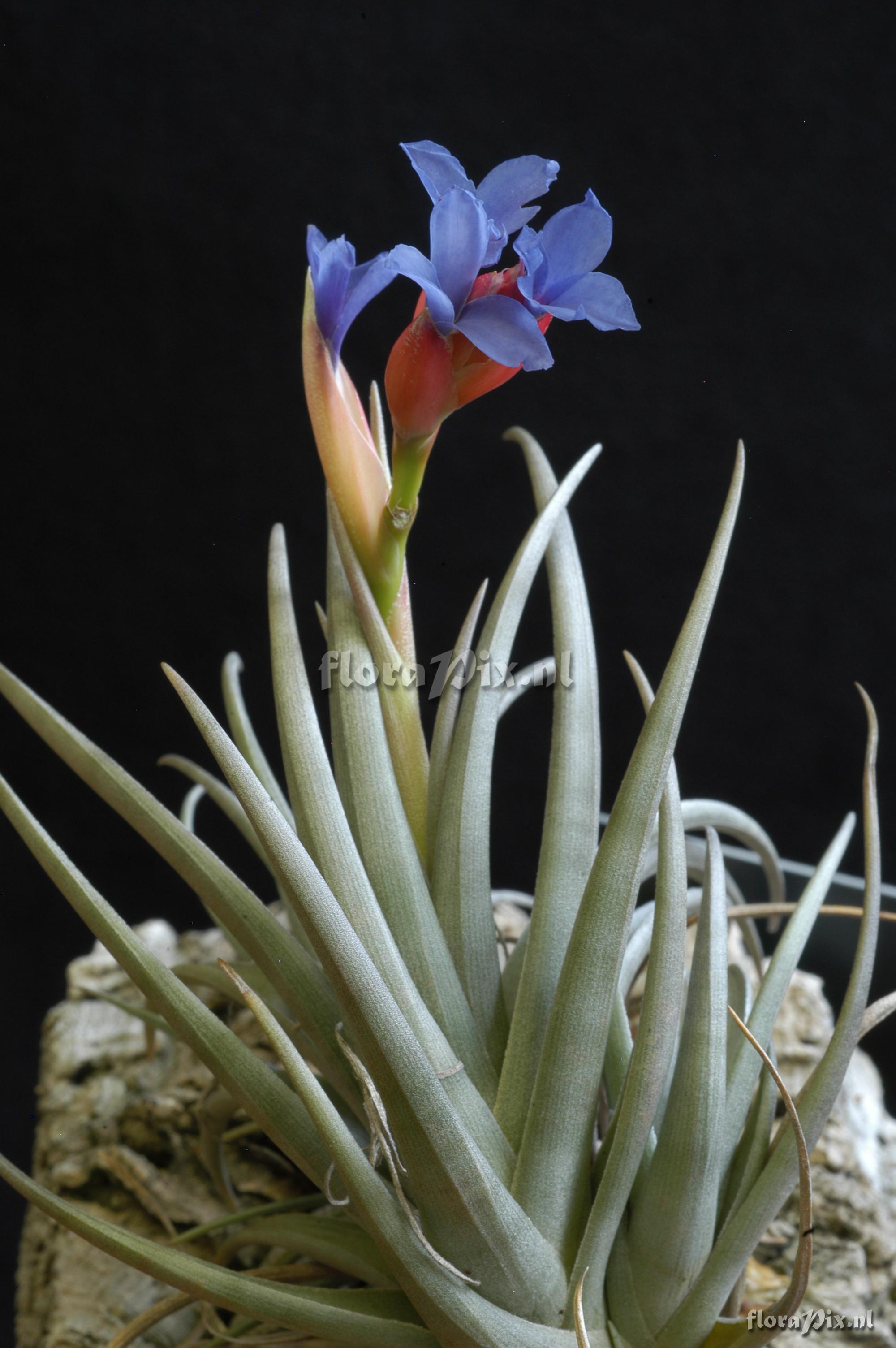 Tillandsia polzii