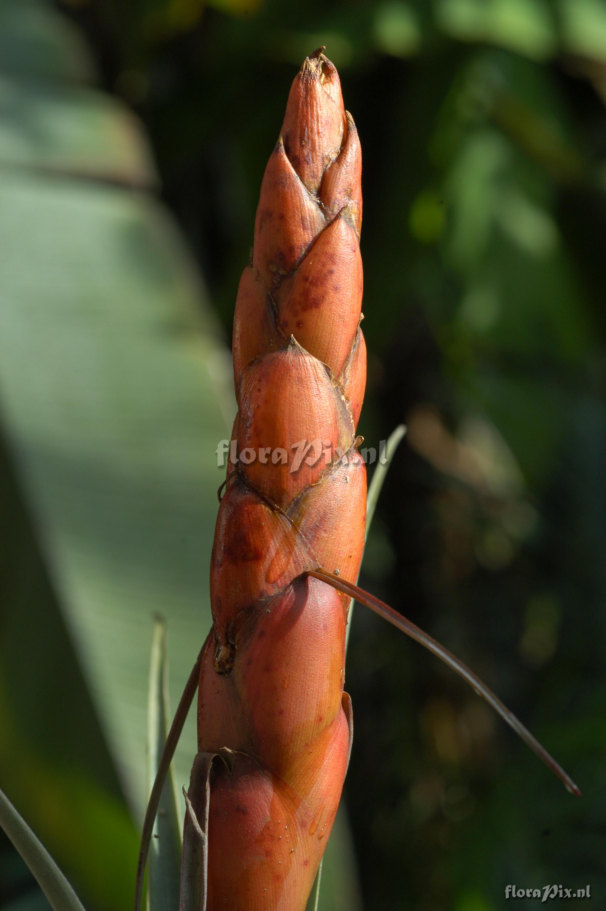 Tillandsia portillae